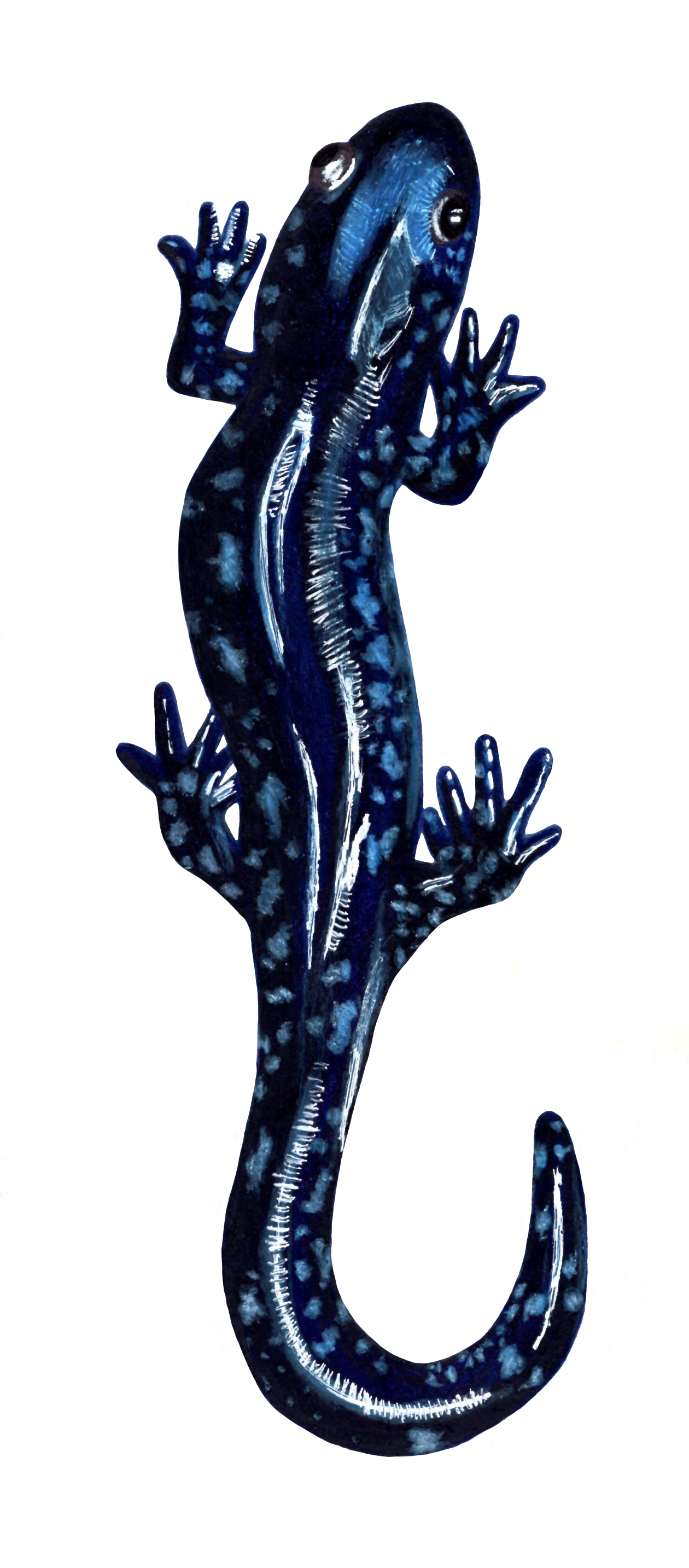 Blue Spotted Salamander, Mixed Media, 2022.