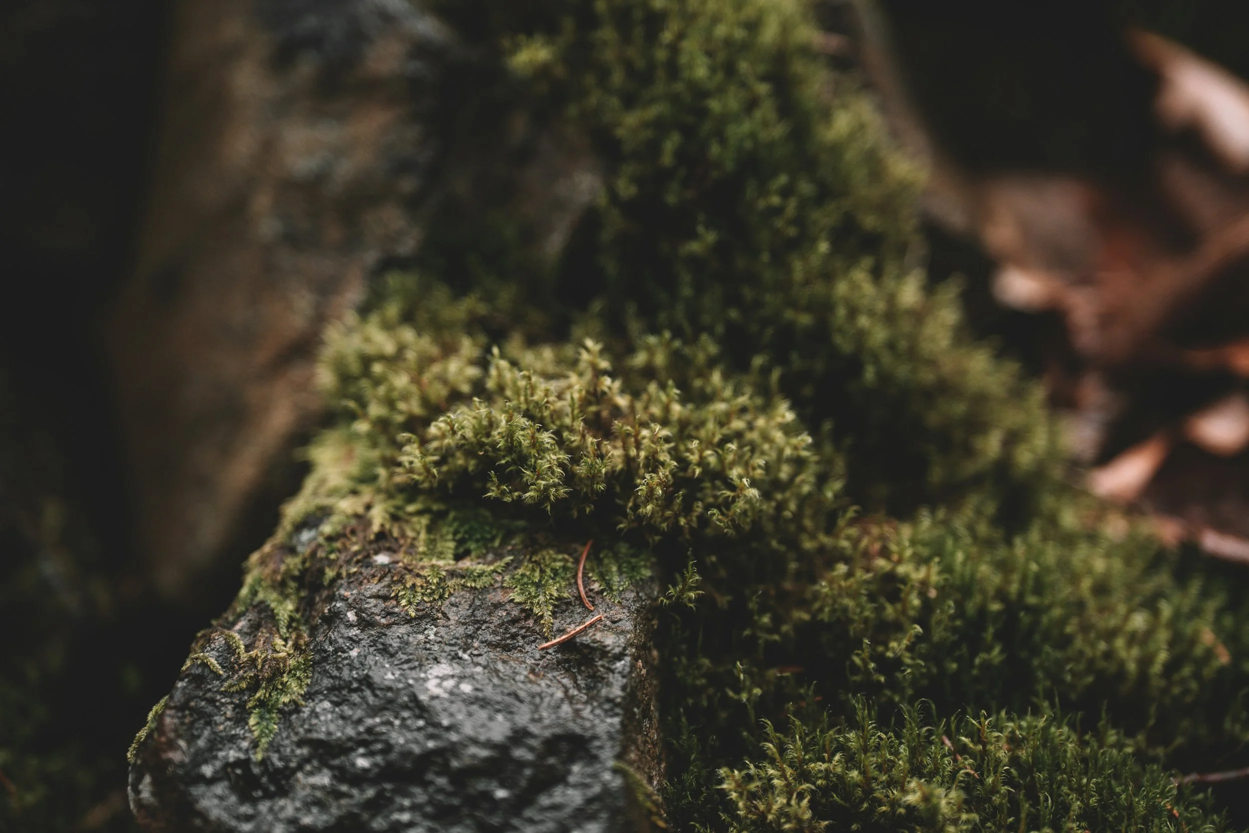 Close-up of moss growing on a dark, damp rock, with blurred background of fallen leaves.