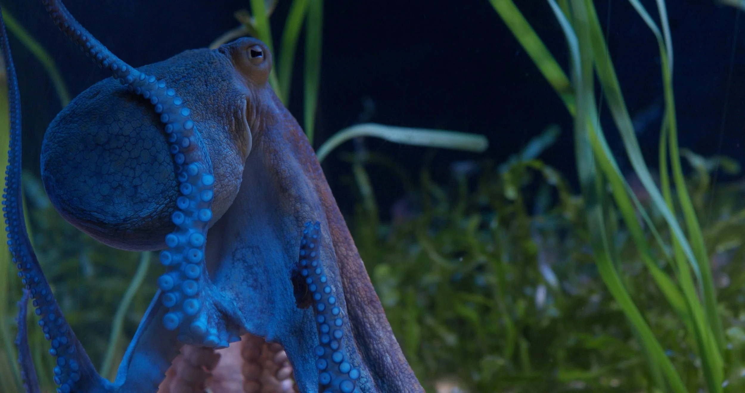 Octopus Intelligence Explained: Why This Animal Feels Almost Alien