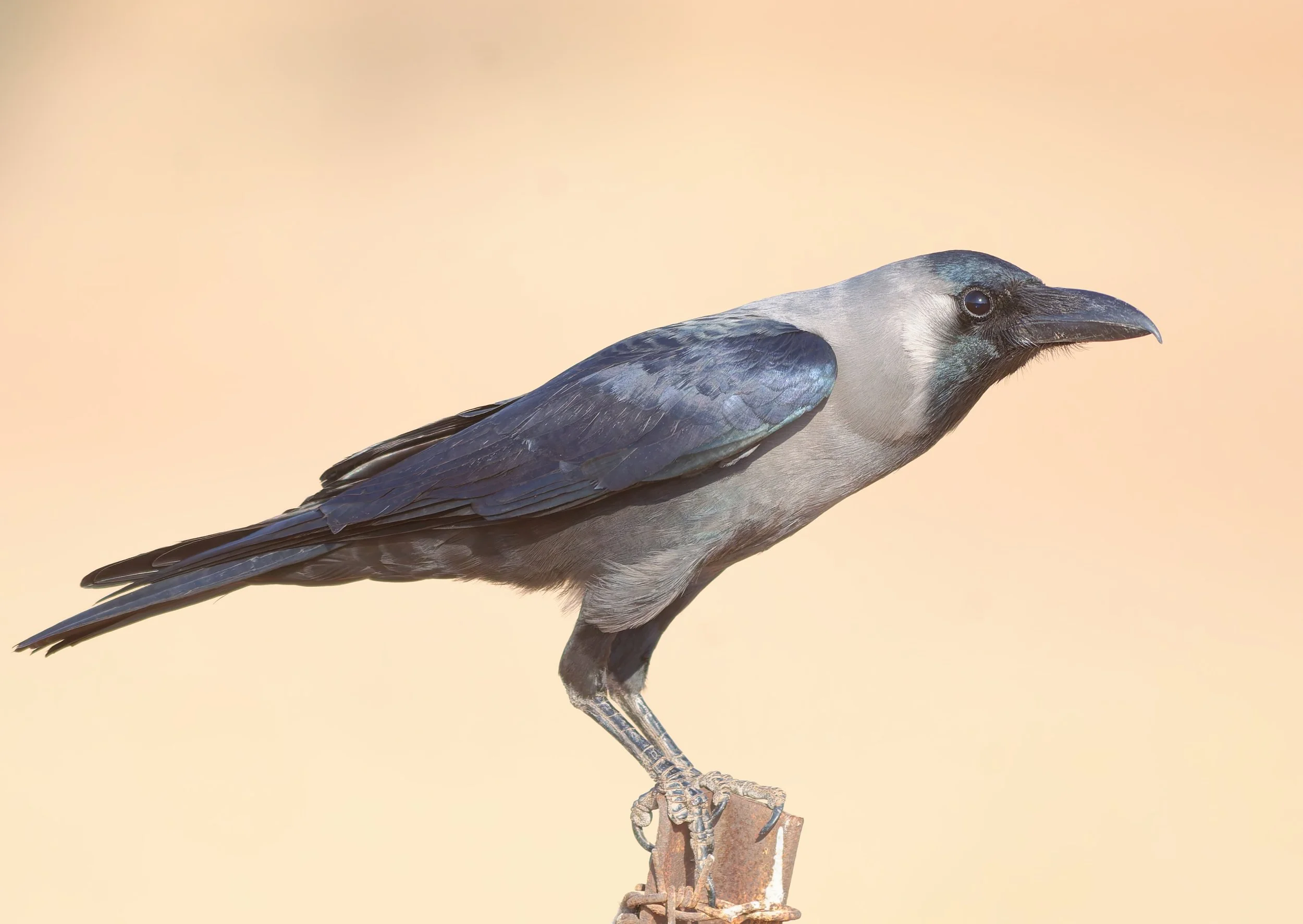 Why Crows Are One of the Smartest Animals on Earth
