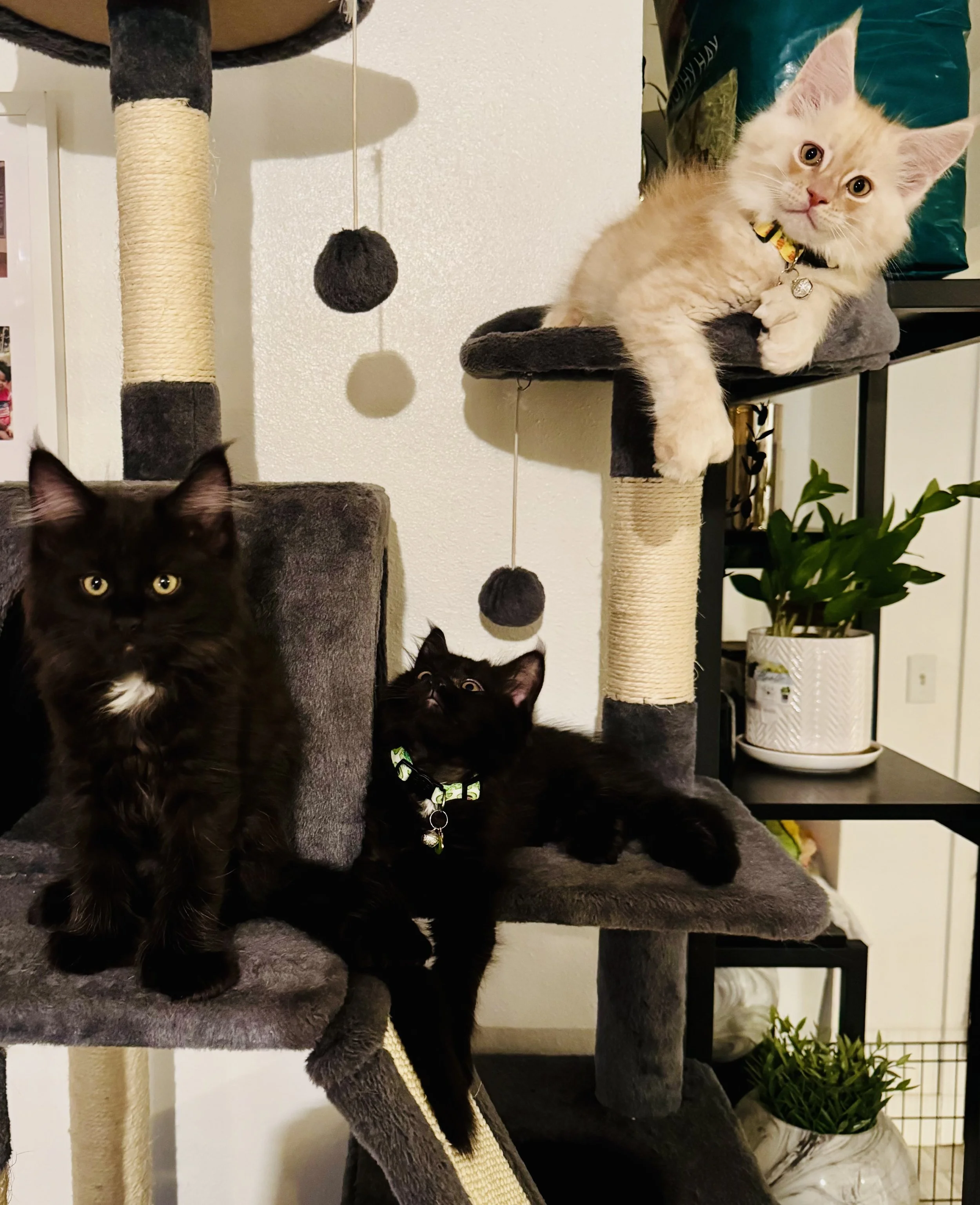Three cats on a multi-level cat tree with a plant in the background and a hanging ball toy.