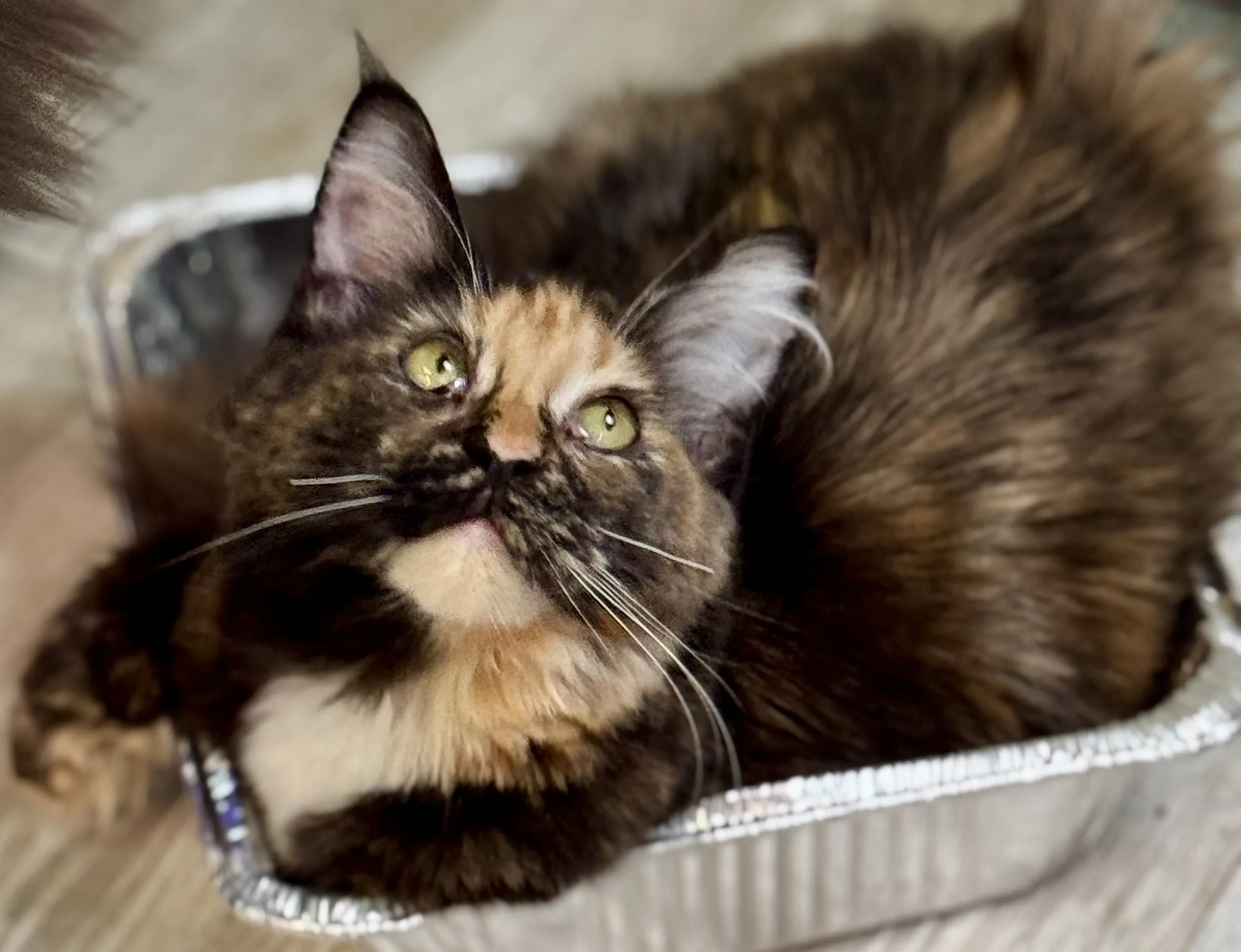 A long-haired calico cat with green eyes lying in a silver-colored, oval-shaped pet bed on a wooden floor.