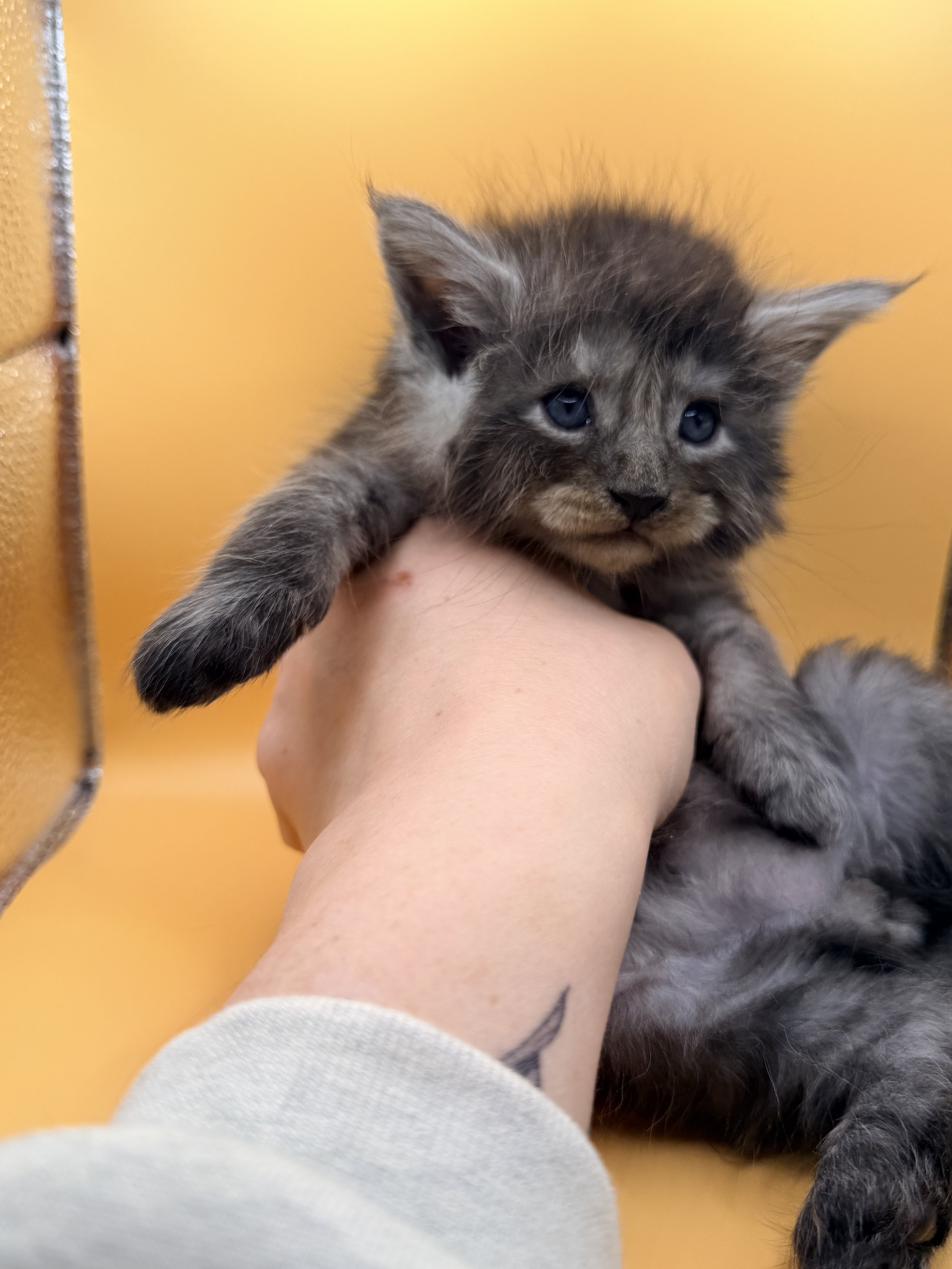 A person holding a gray tabby kitten with blue eyes against a yellow and orange background.