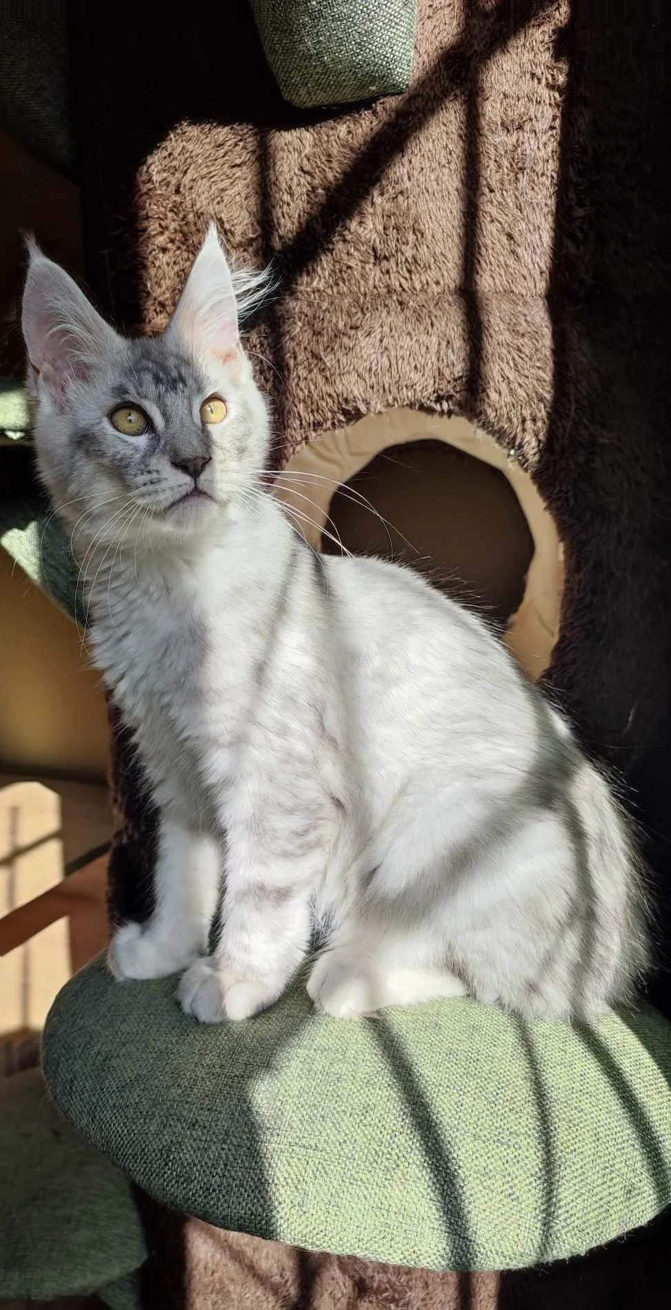 A gray and white tabby kitten with yellow eyes sitting on a green cushion, with a cat tree and sunlight shadows in the background.