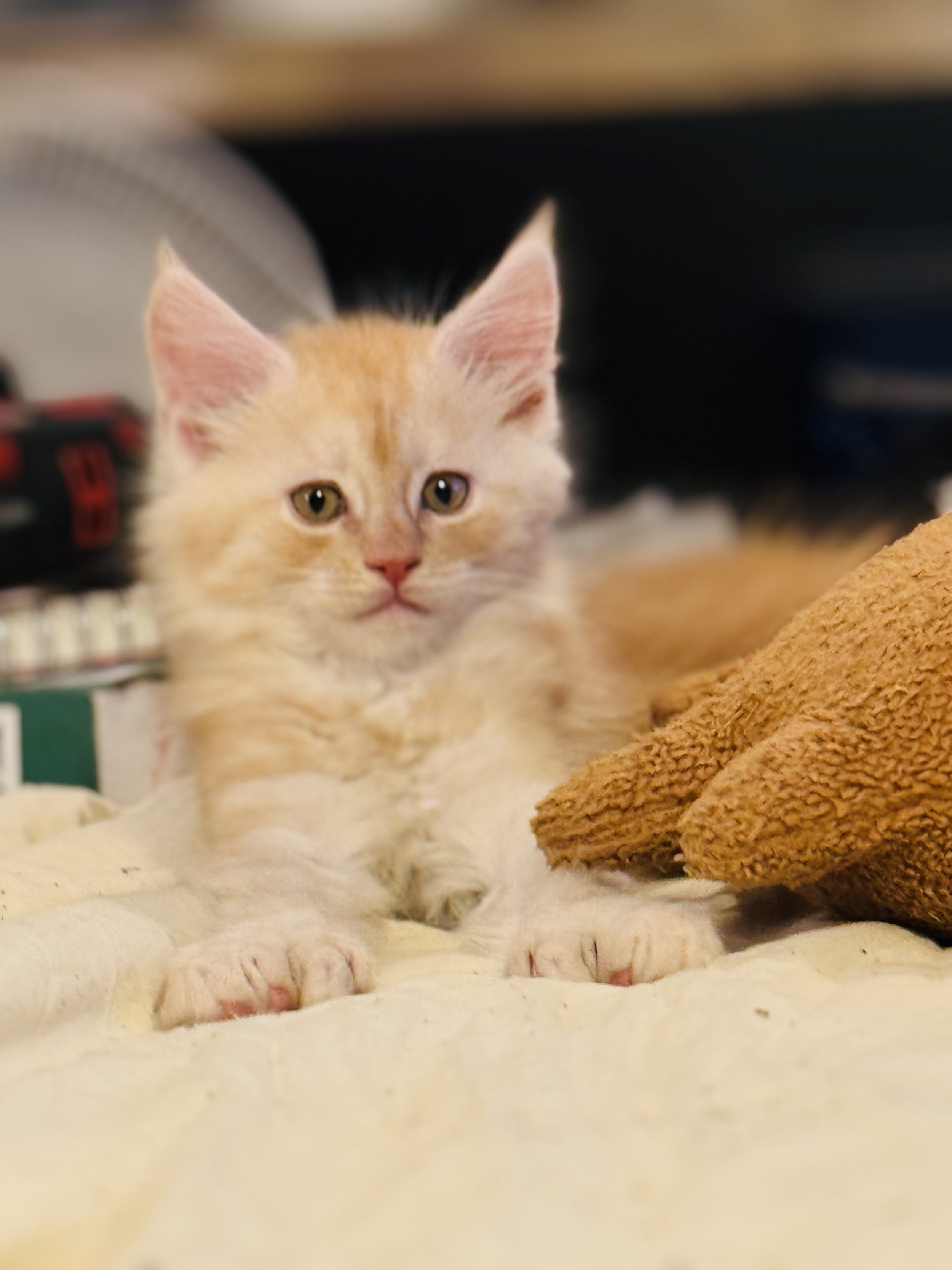 A fluffy orange kitten lying on a soft cream-colored surface with a brown textured blanket nearby, looking directly at the camera with light-colored eyes.