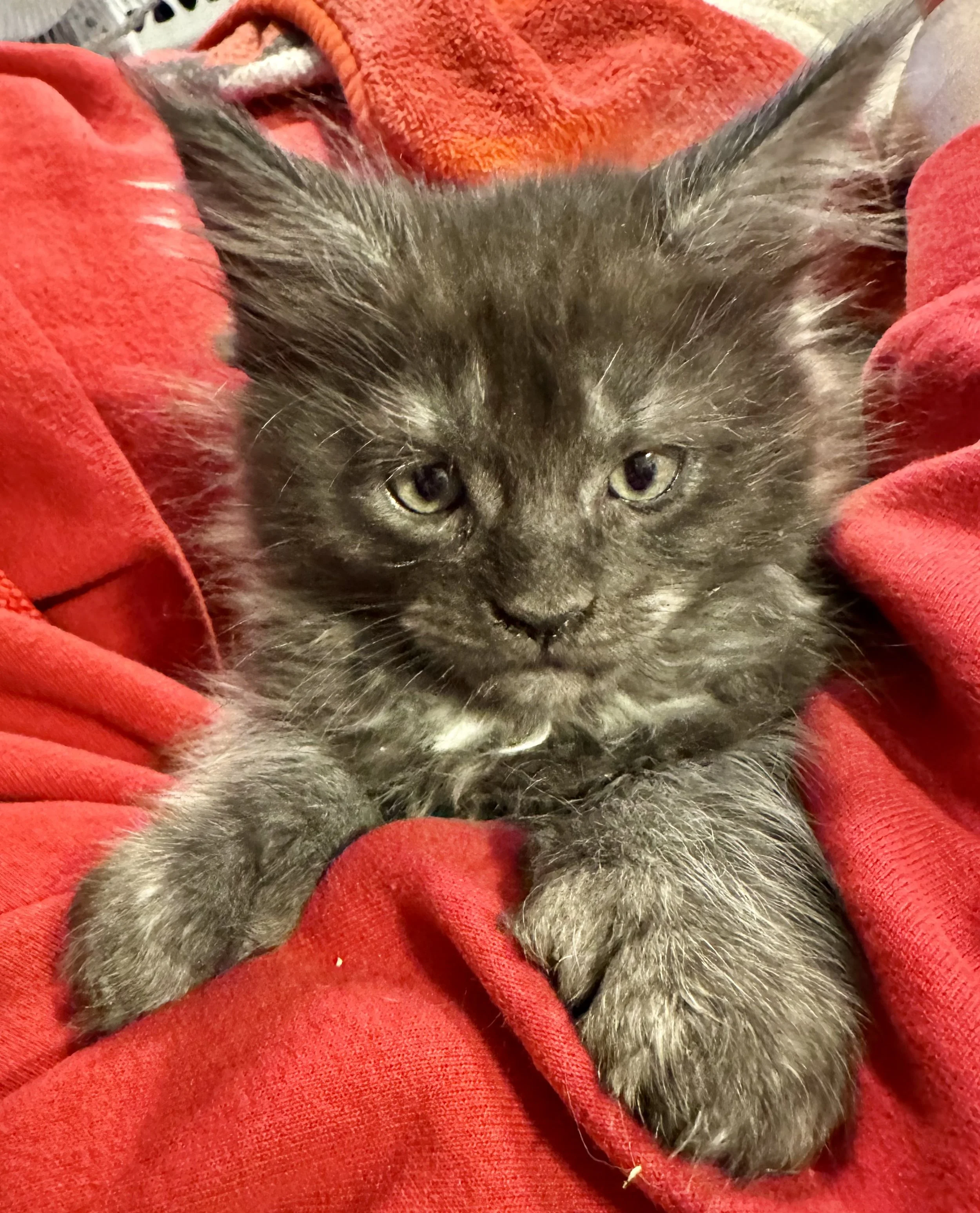 A black kitten with green eyes lying on a red blanket.