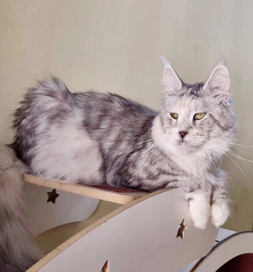 A fluffy gray and white cat with yellow eyes lying on a wooden shelf.