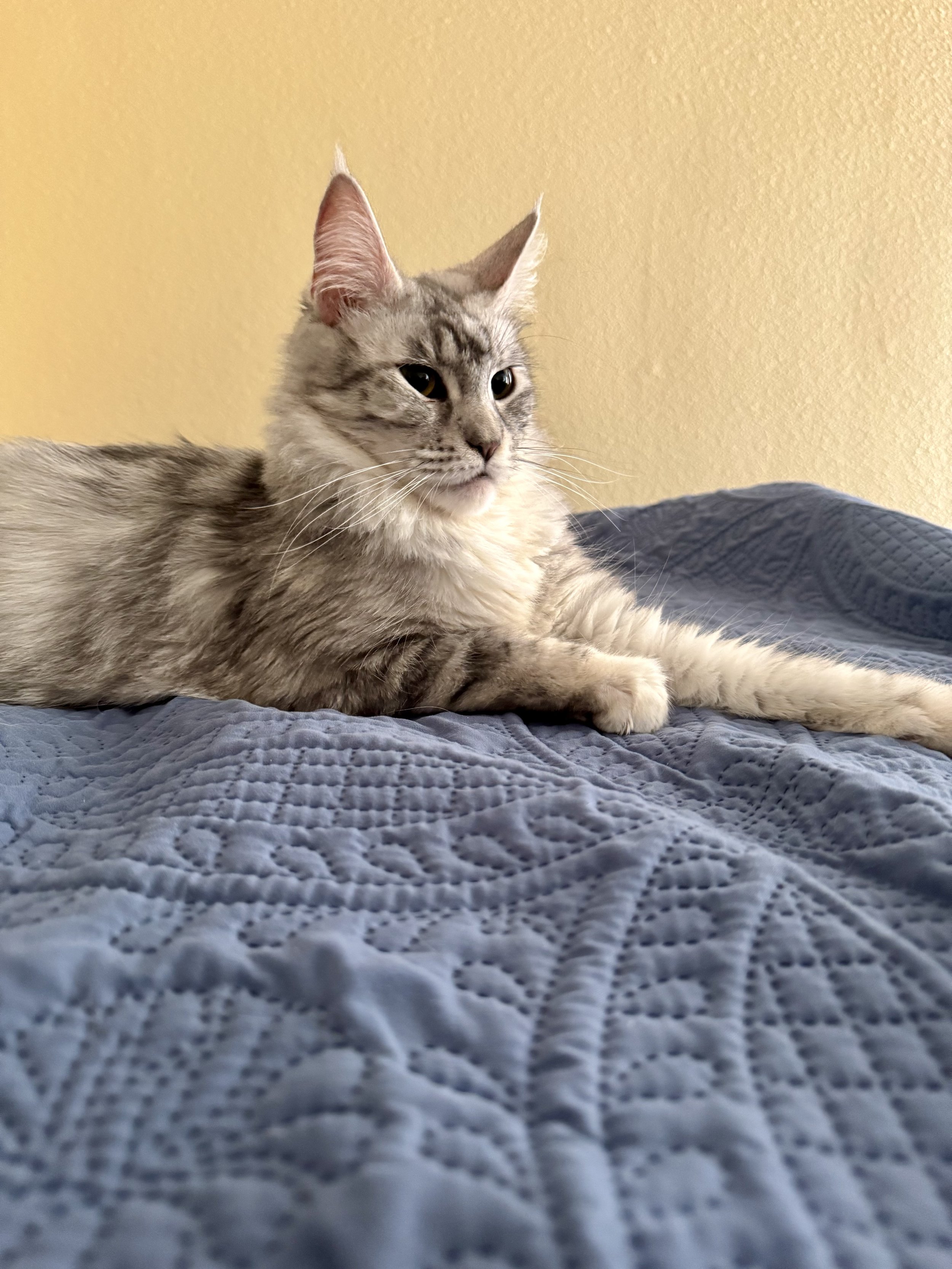 A gray and white tabby cat lying on a blue quilted bedspread, looking to the side with a relaxed expression, against a beige wall background.