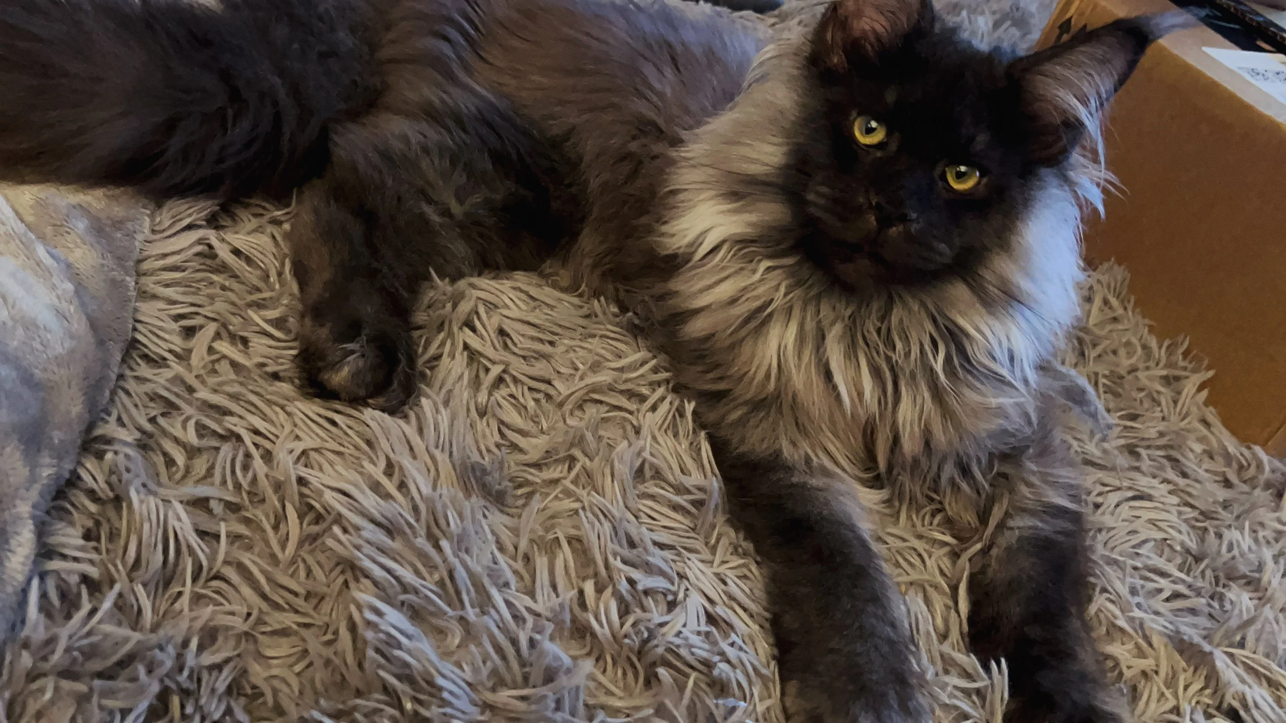 A long-haired black and gray cat with striking yellow eyes lying on a fluffy beige blanket.