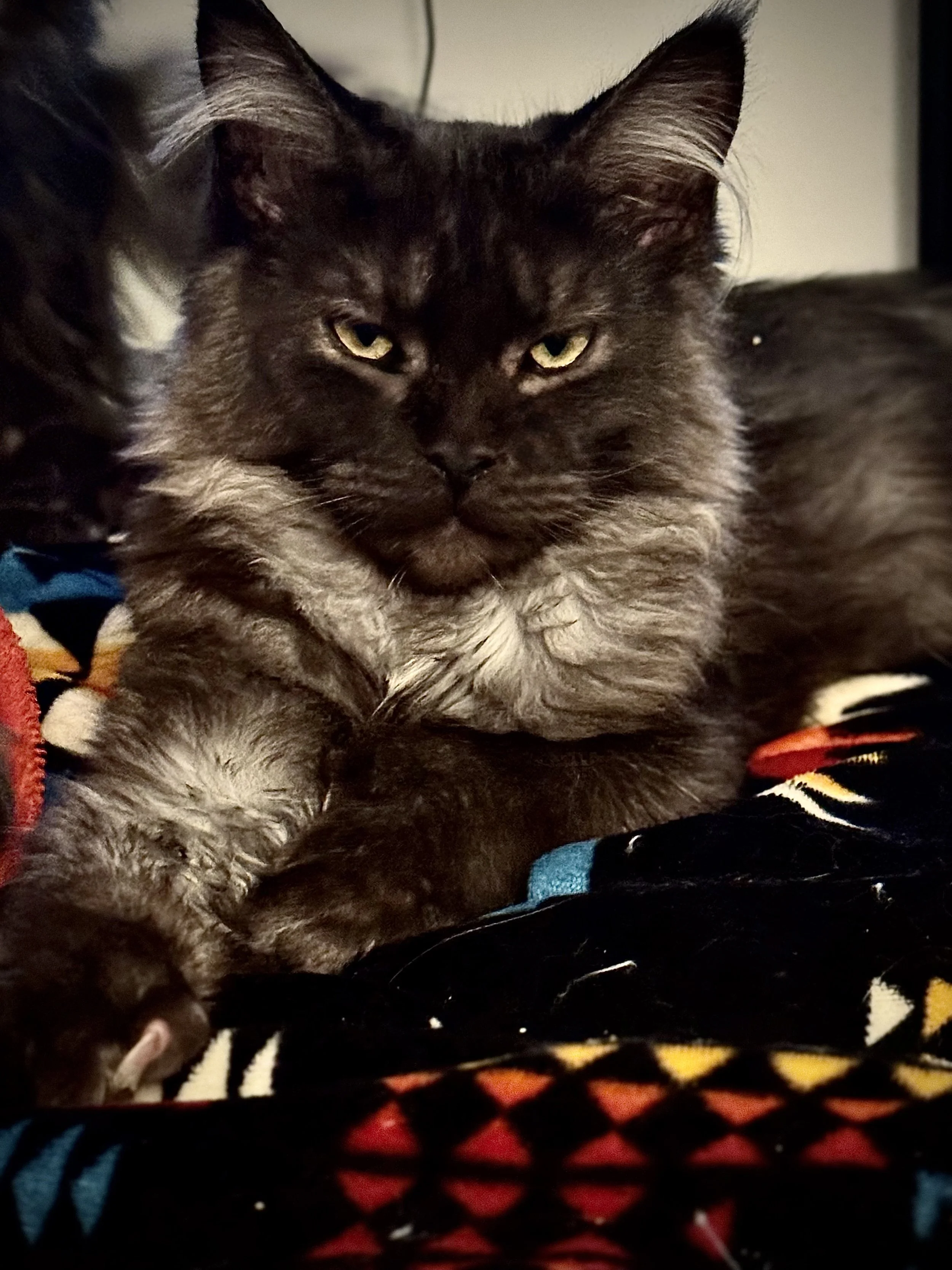 A black long-haired cat with yellow-green eyes resting on a colorful patterned blanket.