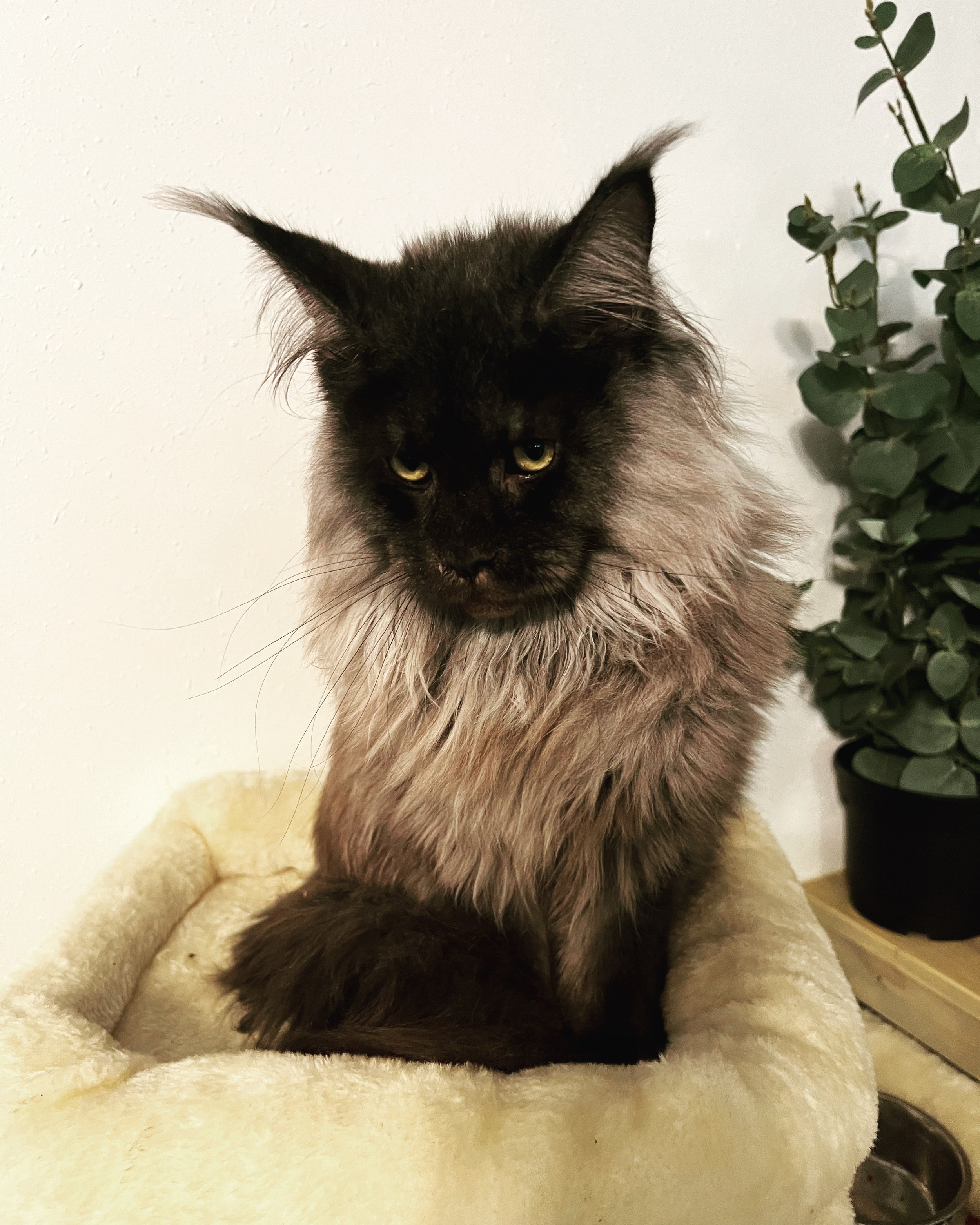 A long-haired black and gray cat sitting on a beige plush bed, with green eyes, in front of a white wall and next to a potted plant.