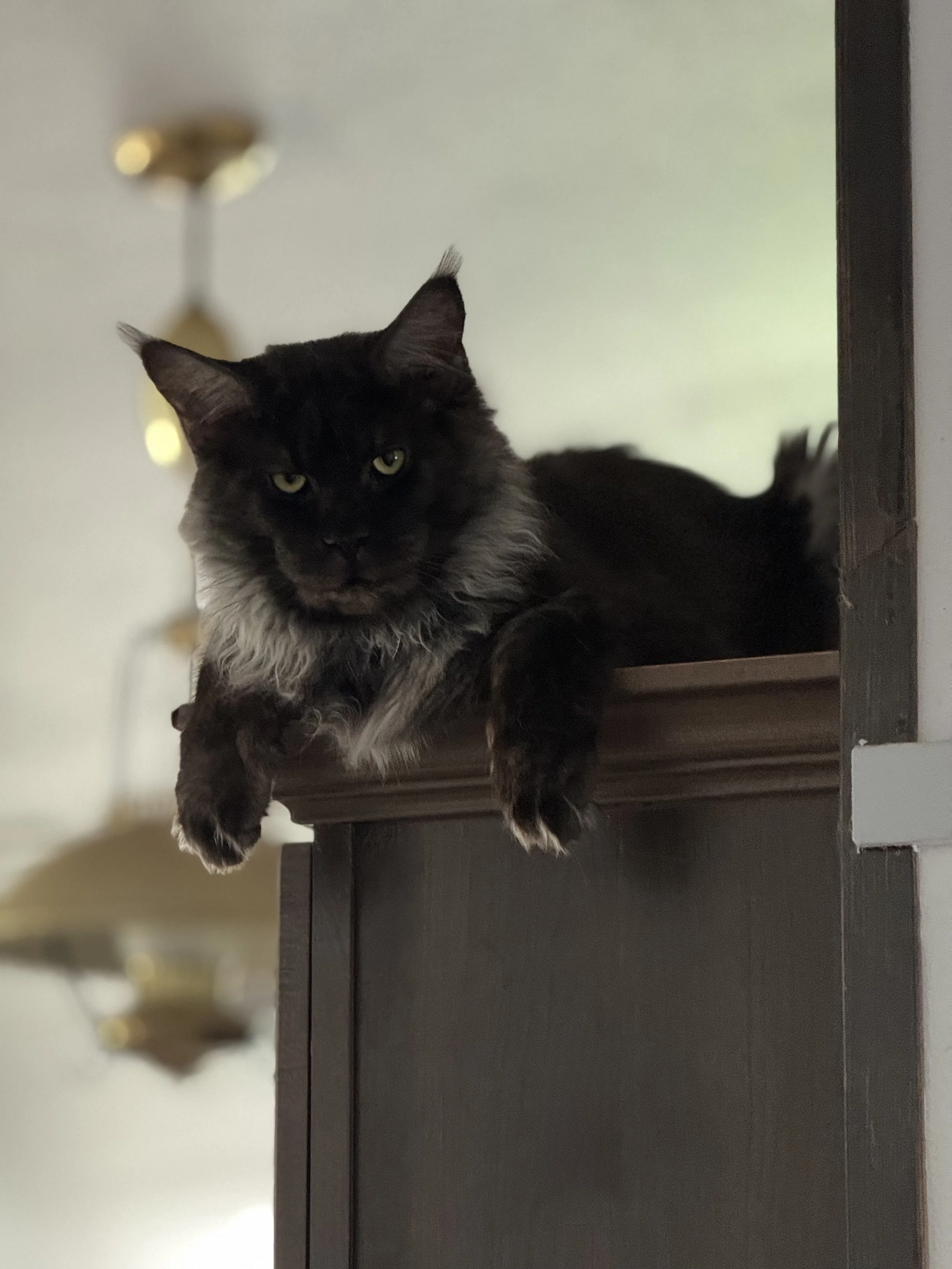 A black and gray long-haired cat lying on a wooden shelf, looking at the camera.