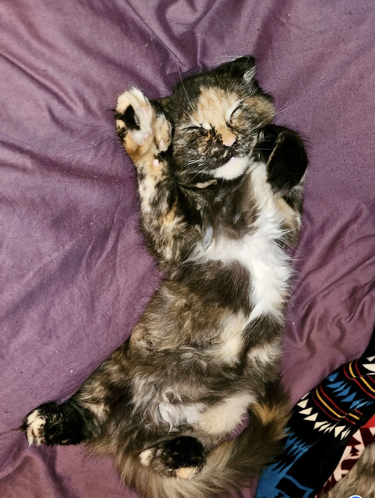 A sleeping tortoiseshell kitten lying on its back on a purple blanket with paws up and eyes closed.