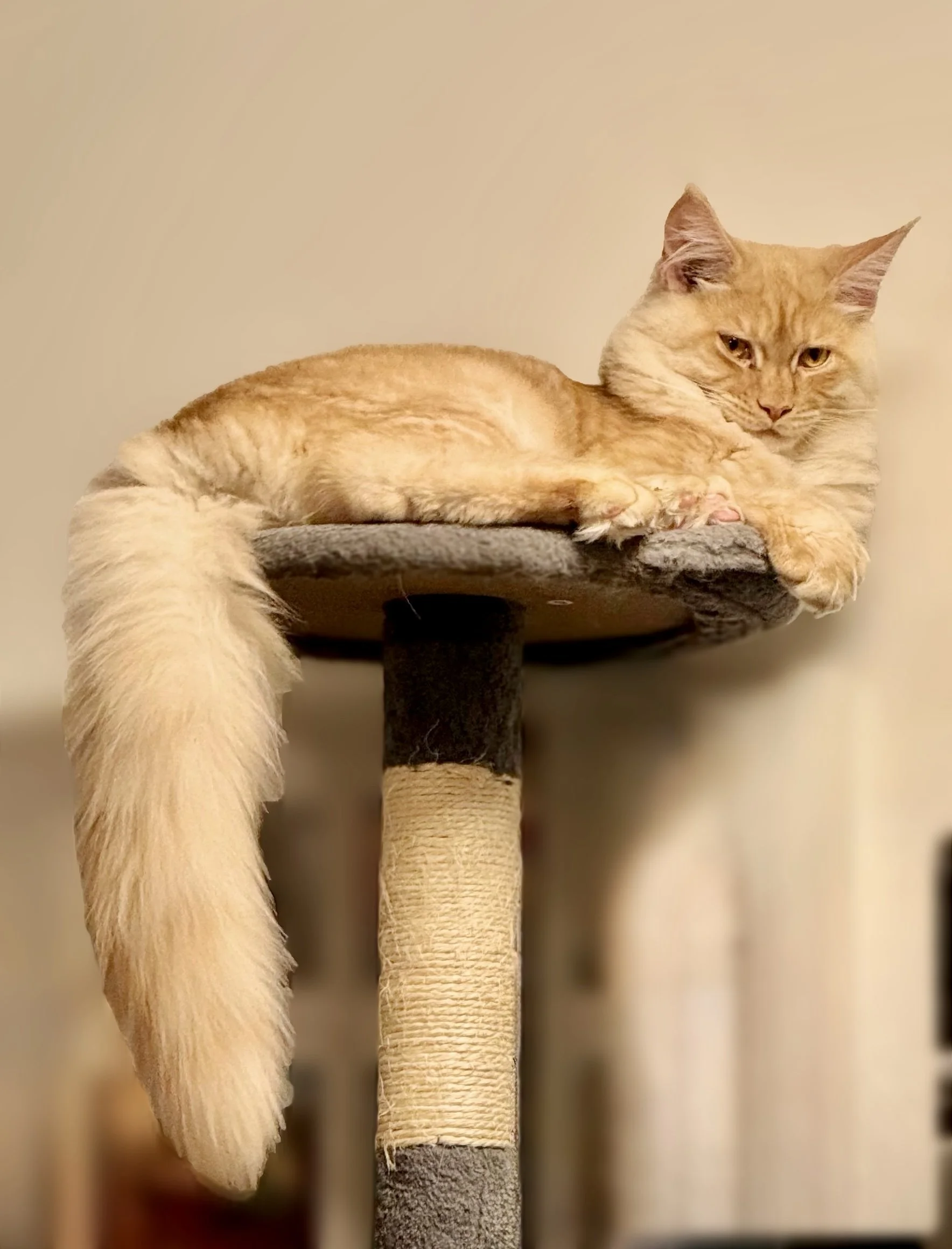 An orange cat resting on a gray carpeted cat tree perch.