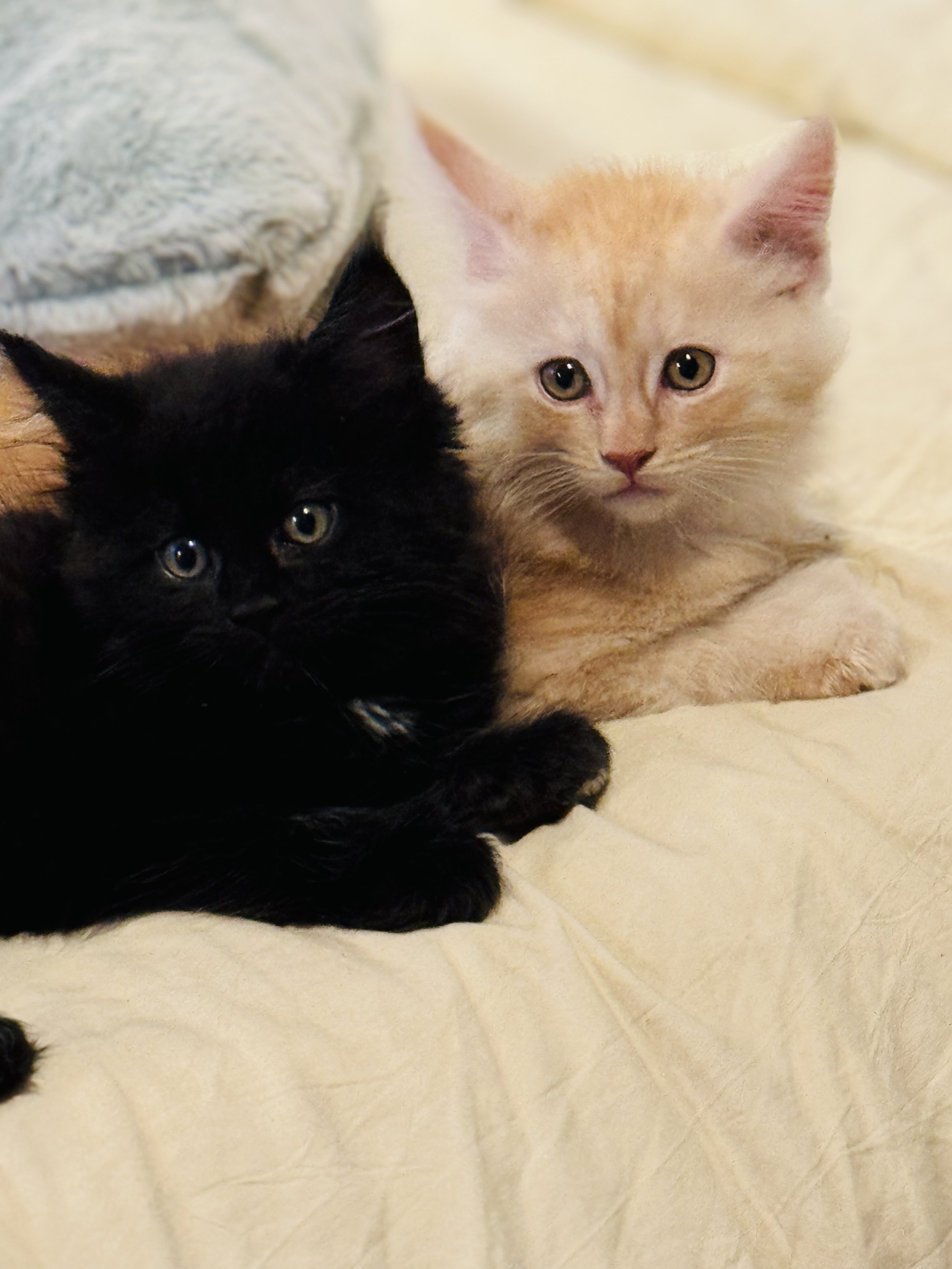Two kittens, one black and one light orange, lying close together on a cream-colored blanket with a textured pillow in the background.