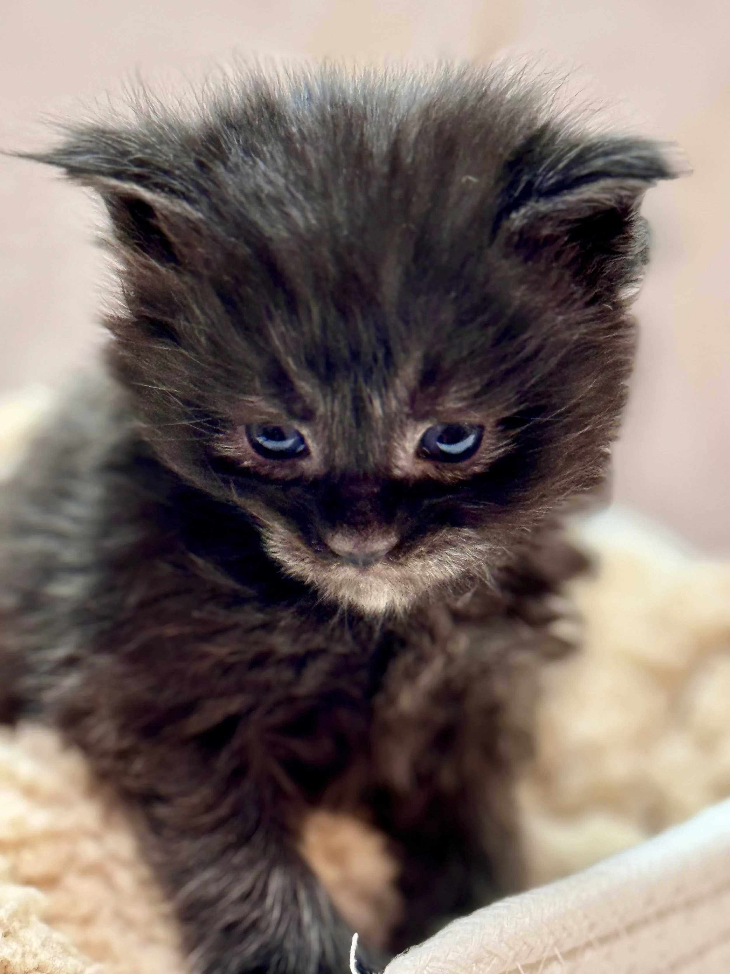 Close-up of a tiny black kitten with blue eyes resting on a soft, light-colored blanket.