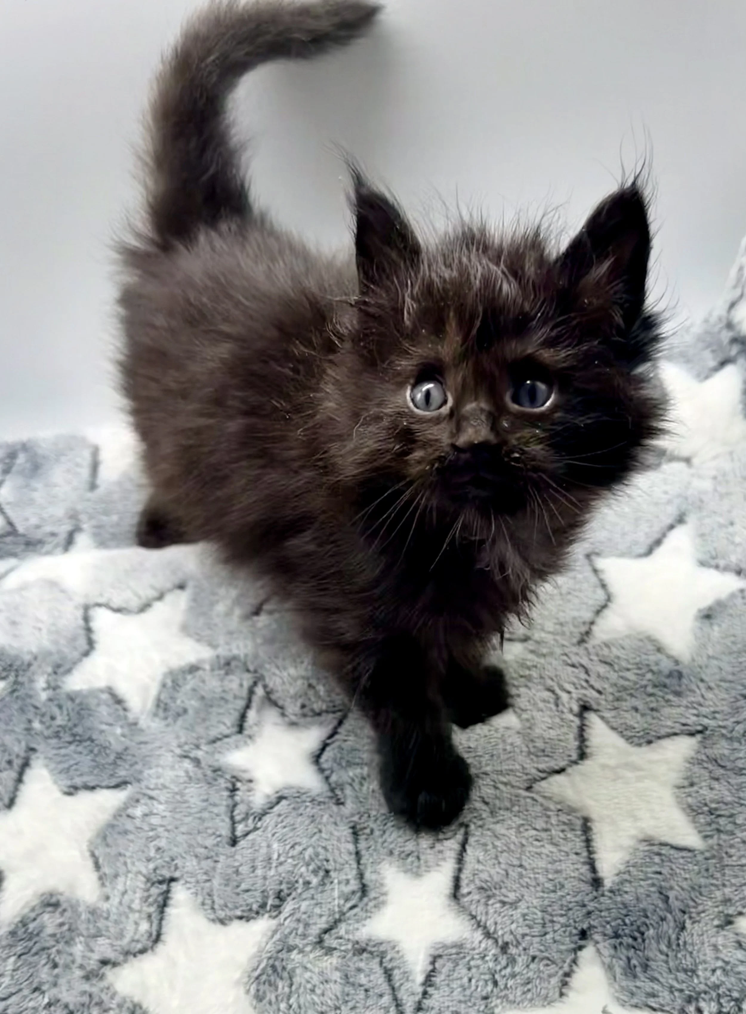 A small black kitten with fluffy fur and blue eyes, walking on a gray blanket with white stars.