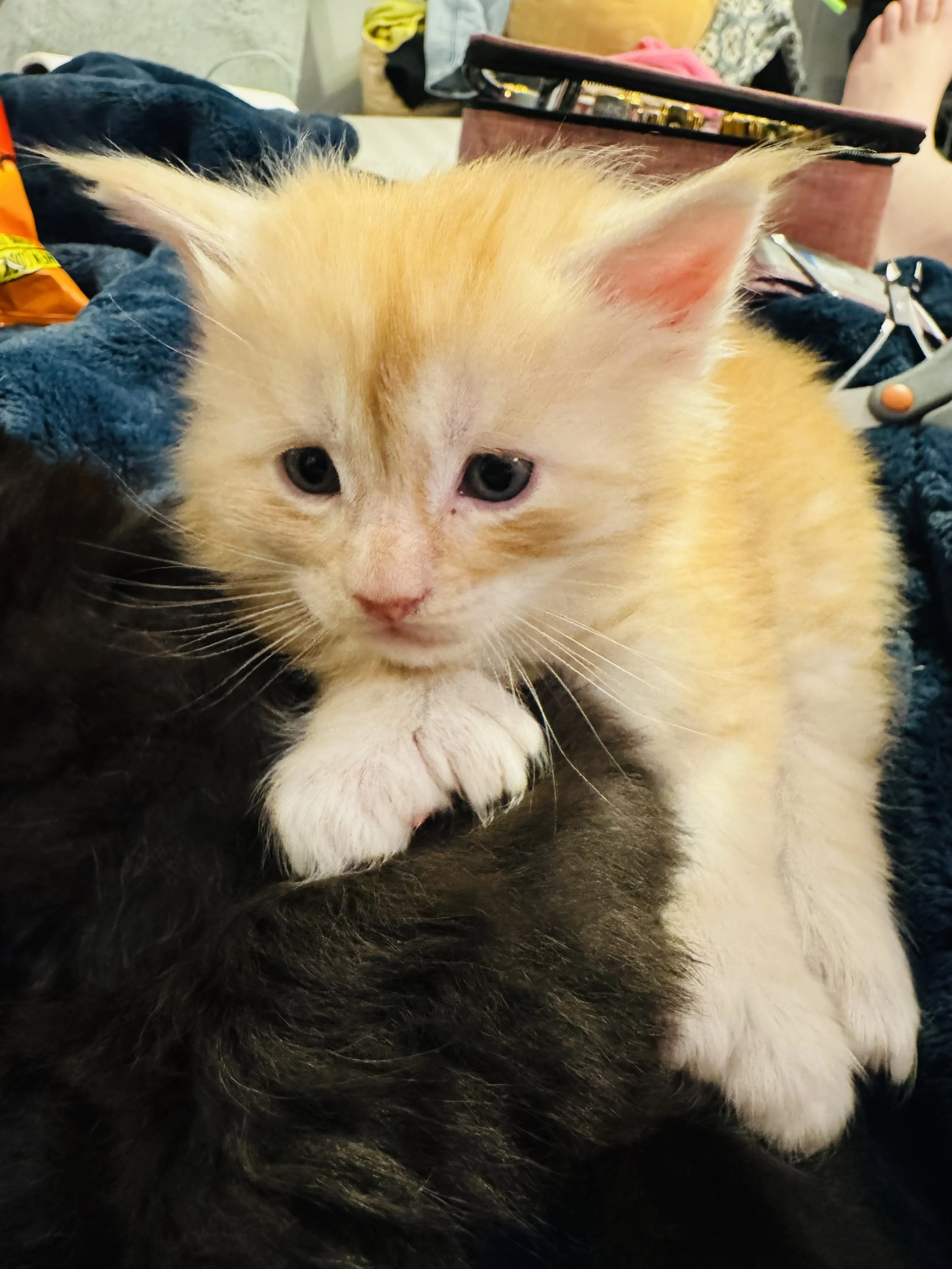 Two kittens, one orange and white and the other black, lying together on a blanket.
