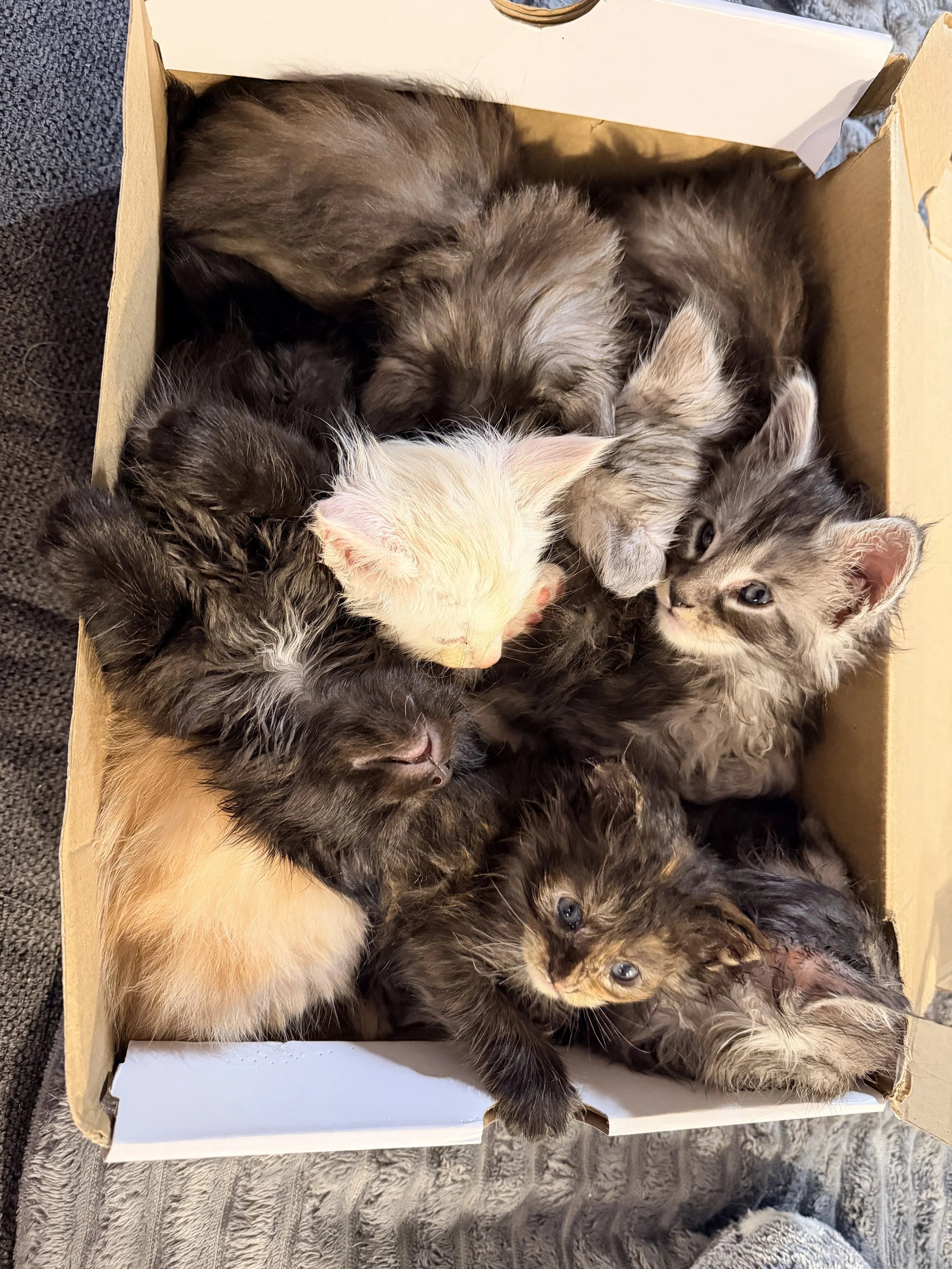 A box filled with nine kittens of various fur colors and patterns, including gray, black, and cream, some sleeping and some looking around.