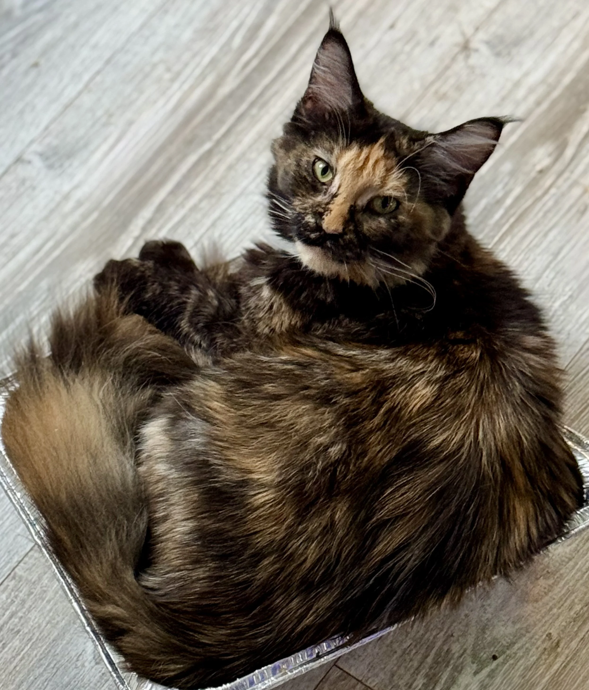 A fluffy tortoiseshell cat with green eyes lying in a silver tray on a wooden floor.