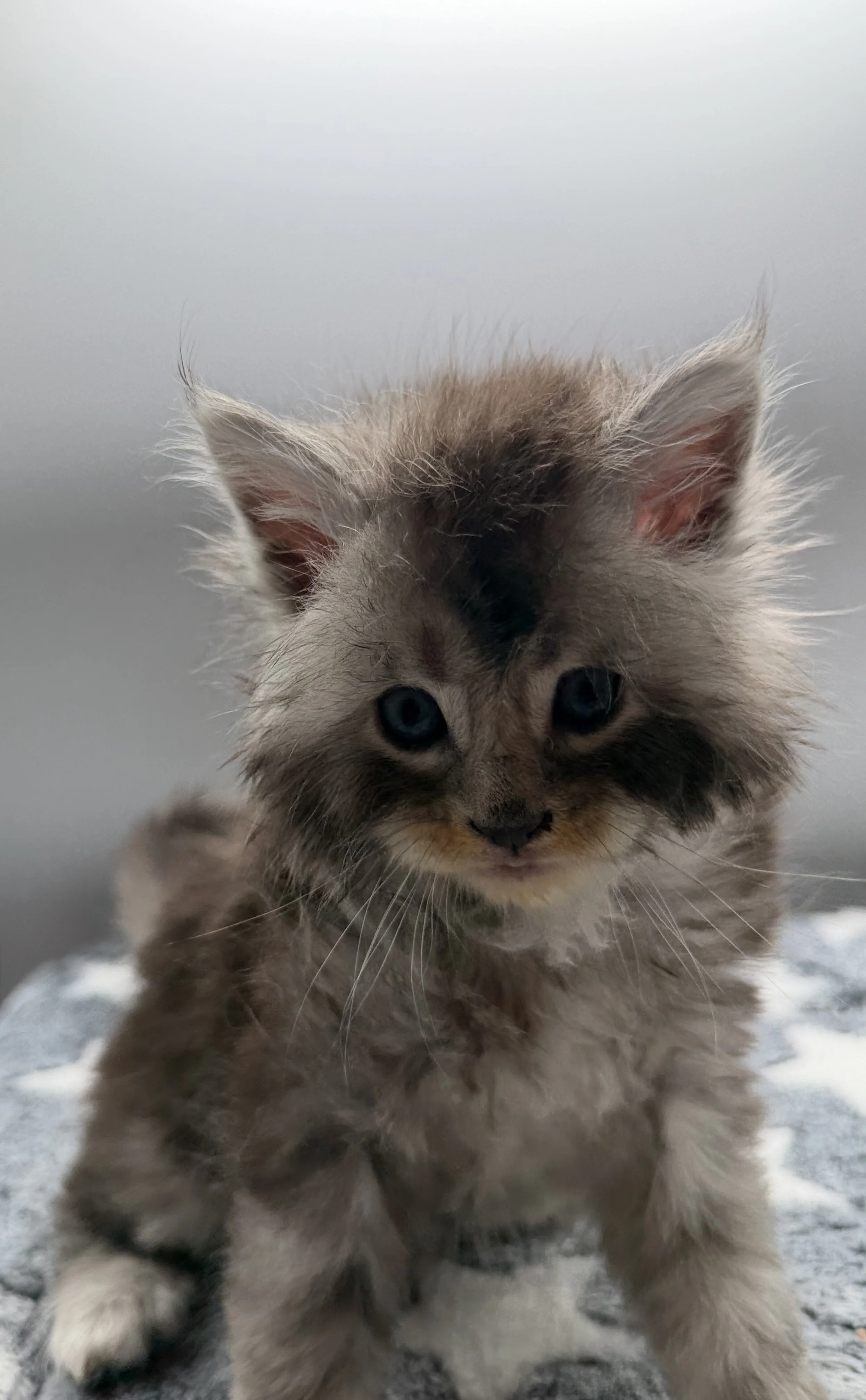A fluffy gray kitten with blue eyes and dark markings on its face, sitting on a textured surface with a plain background.