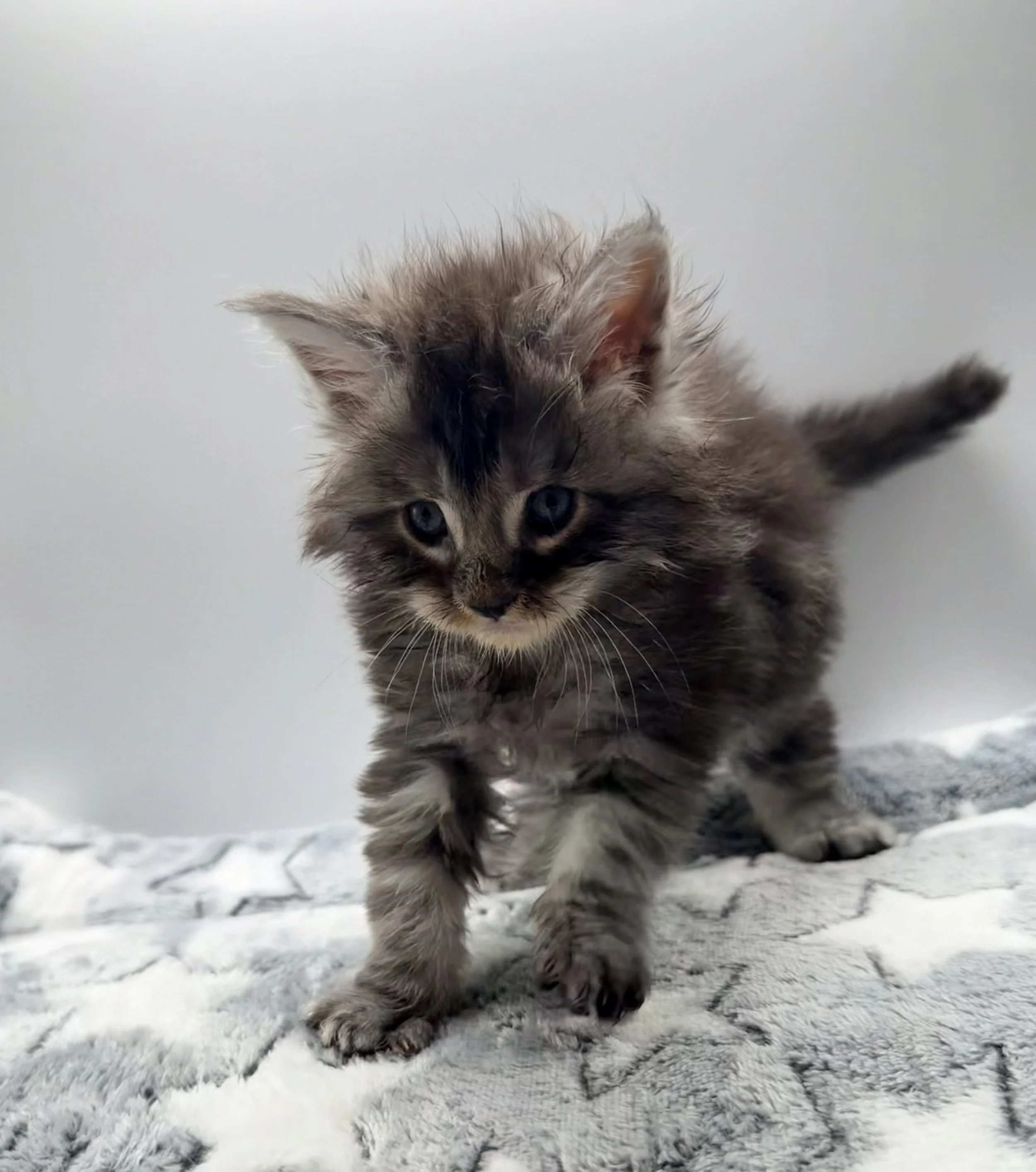 A fluffy kitten with blue eyes and gray fur with black stripes walking on a soft blanket.