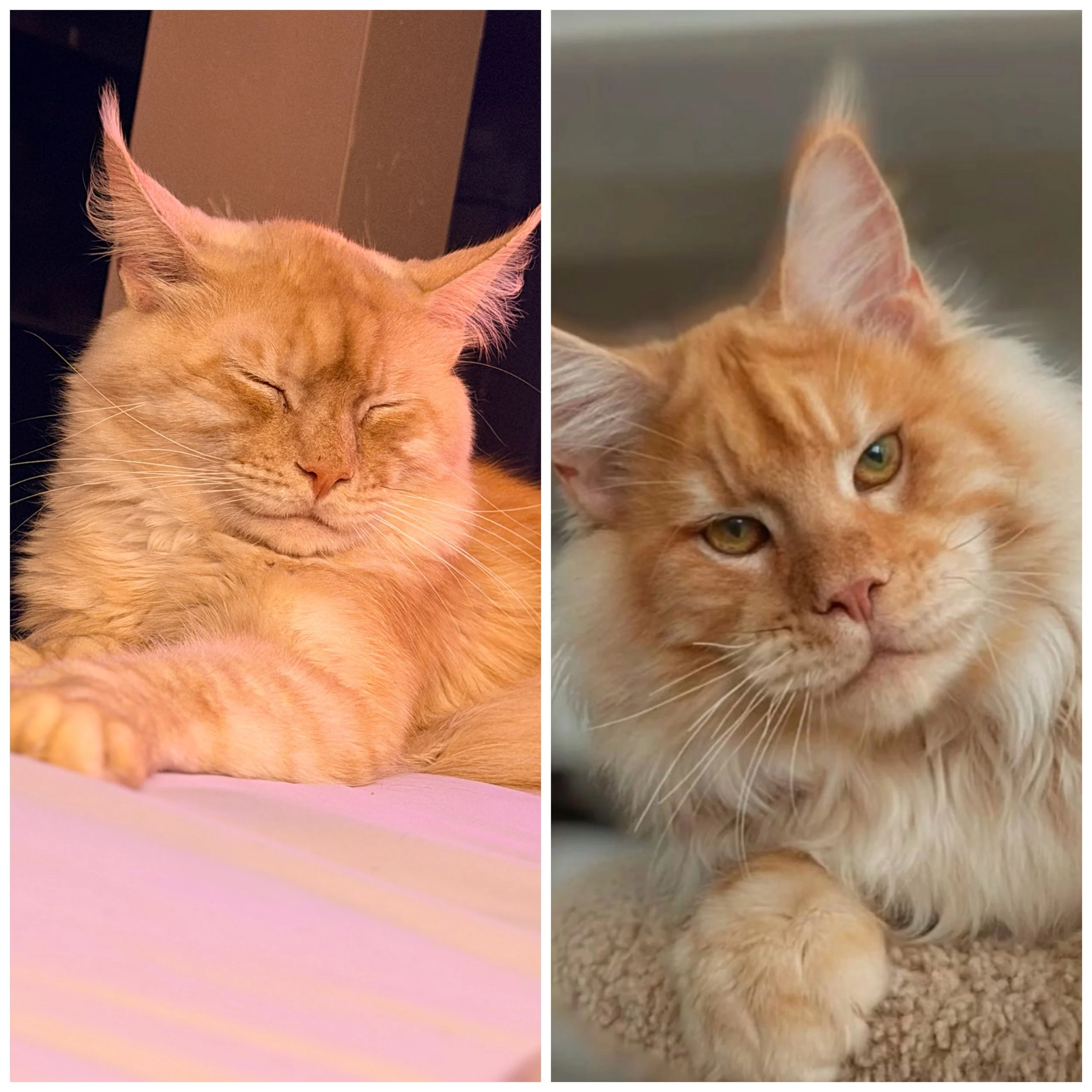 Two orange tabby cats, one sleeping peacefully with closed eyes on a bed and the other sitting on a carpet, looking at the camera with partly open eyes.