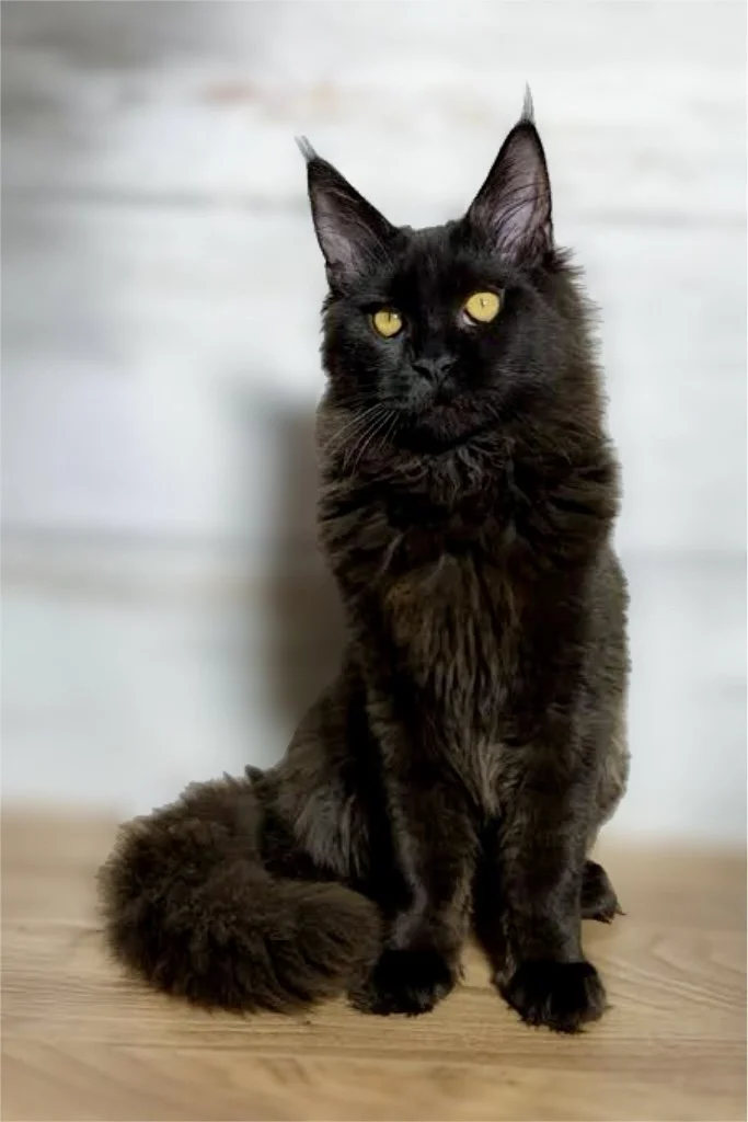 A black long-haired cat with yellow eyes sitting on a wooden floor against a light gray wall.