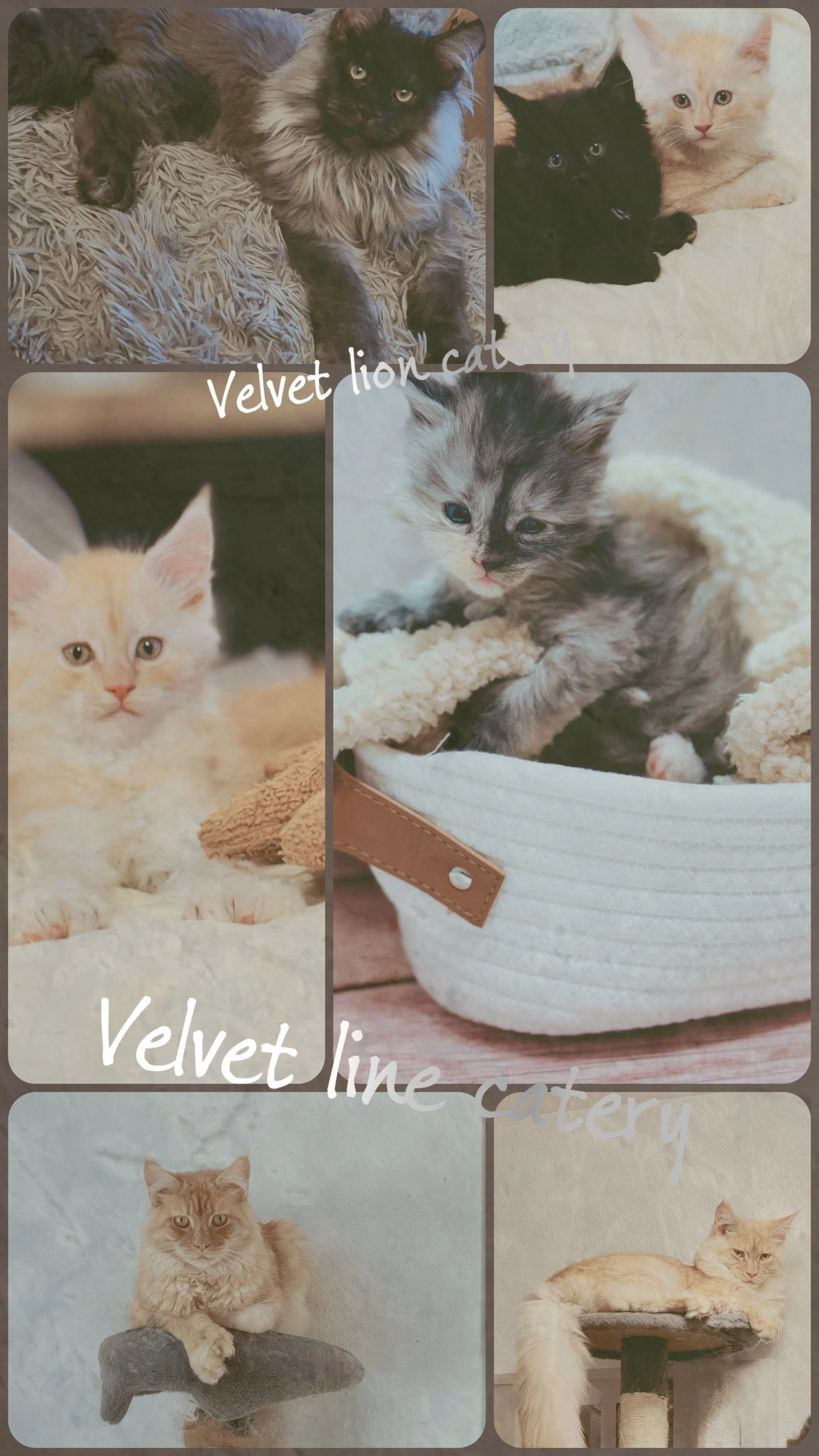 A collage of six photos of cats and kittens, featuring various breeds and colors, in different settings including lying on blankets, in baskets, and on furniture.