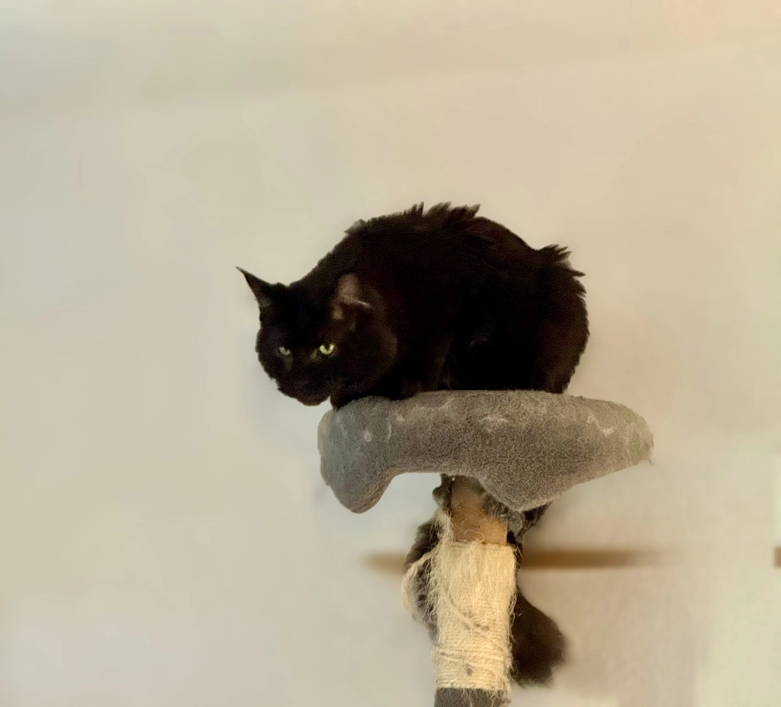 Black cat with yellow-green eyes perched on a beige cat tree against a plain off-white wall.