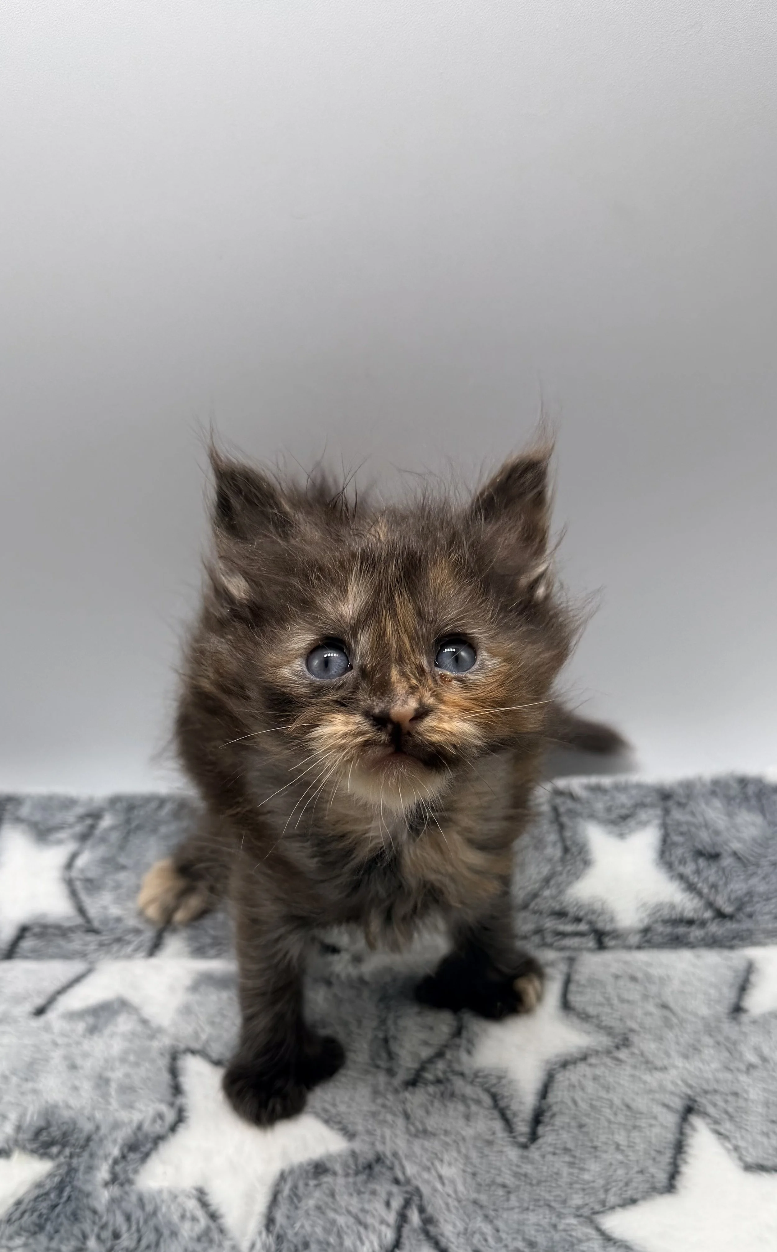 A close-up of a small, fluffy, tortoiseshell kitten with blue eyes, standing on a star-patterned blanket.