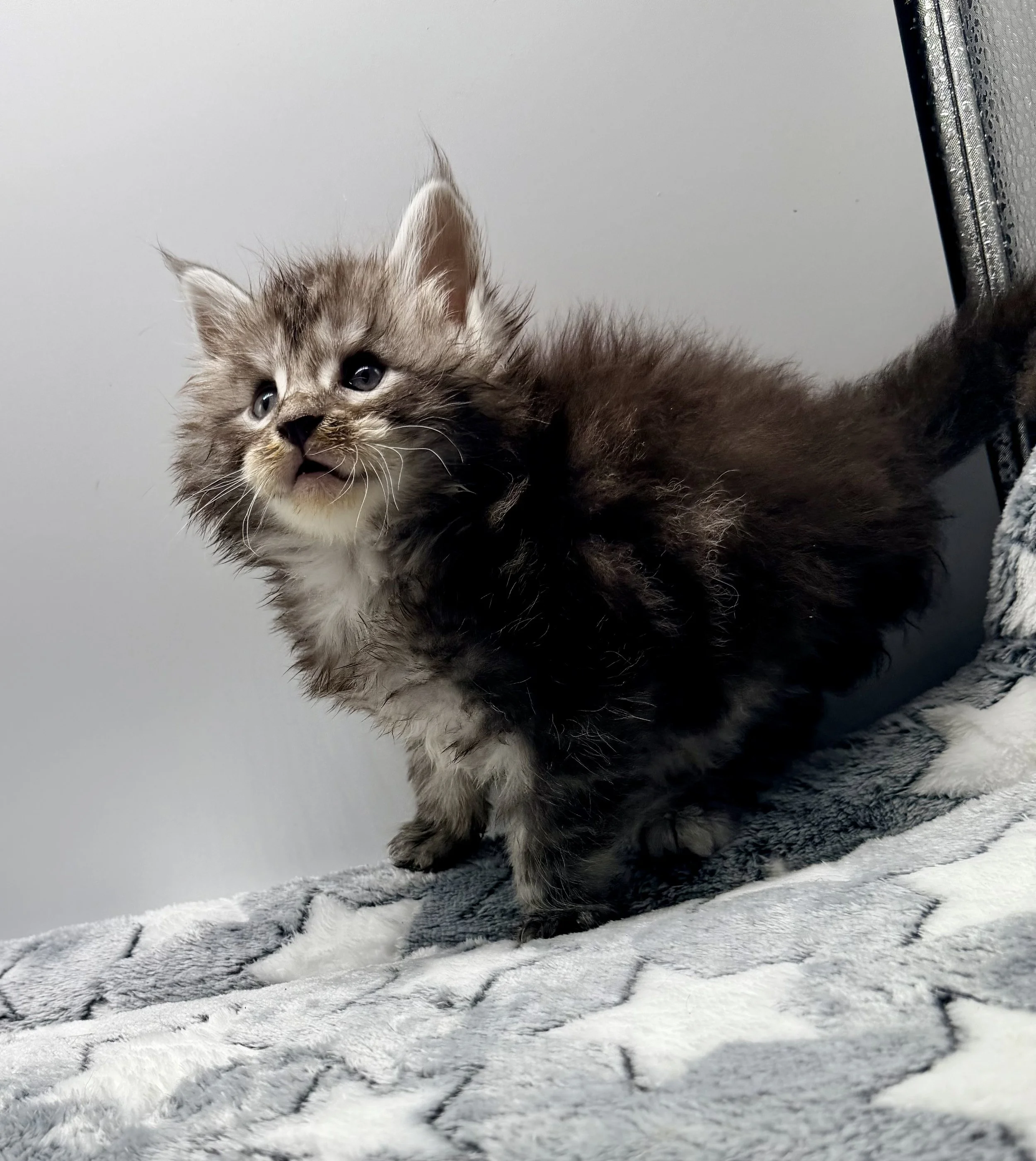 A fluffy gray and white kitten standing on a soft, patterned blanket.