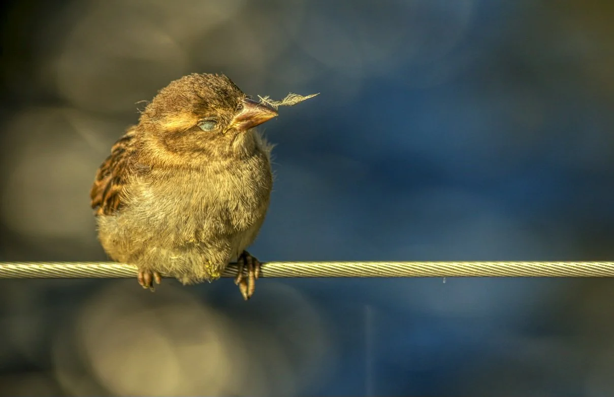 A small sparrow perched on a wire beside the Yarra River in central Melbourne, photographed in 2014. A quiet street moment capturing the coexistence of urban wildlife and city life in Australia’s cultural capital.