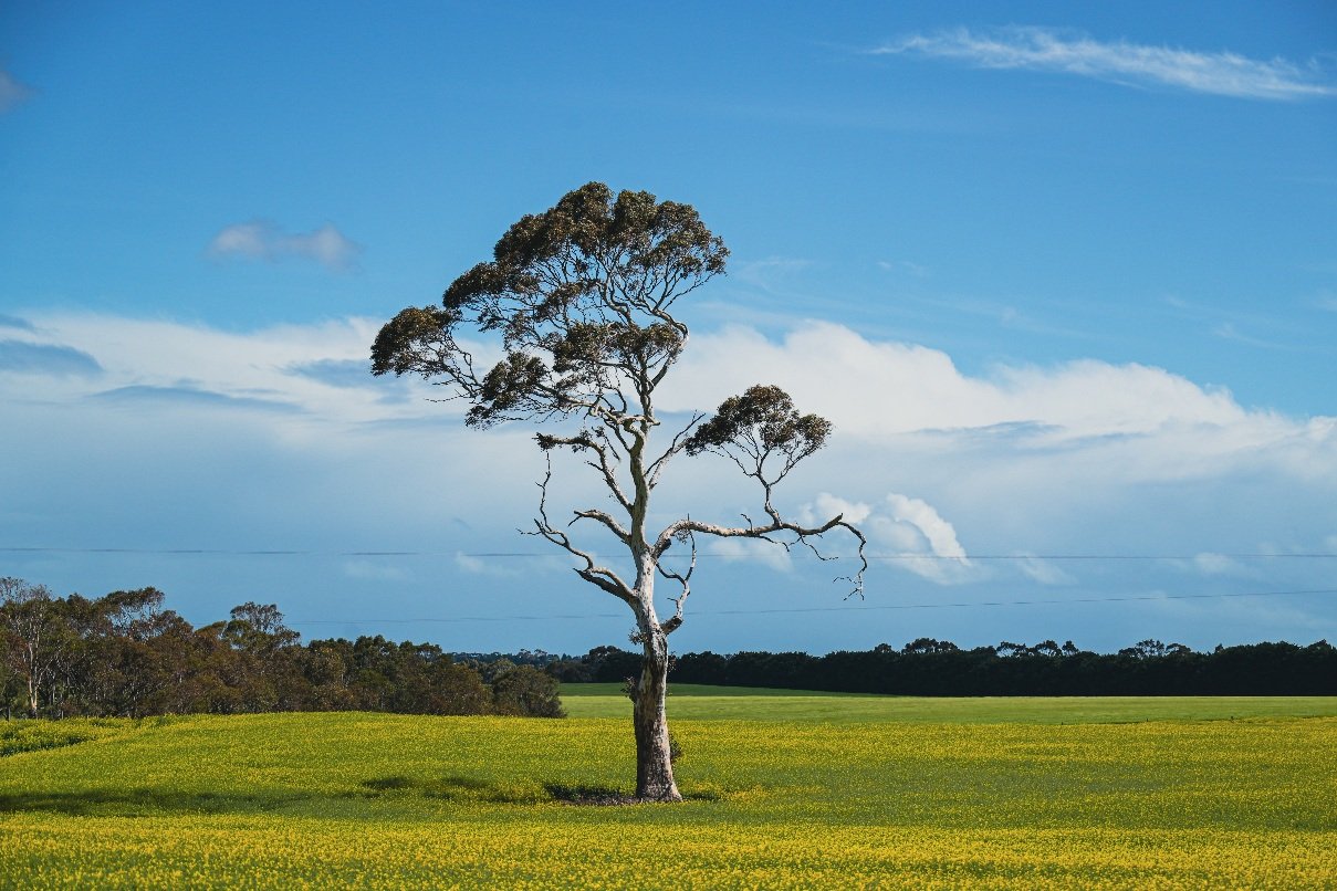 A solitary eucalyptus tree rises from a vibrant yellow canola field near Steiglitz, Victoria, framed by clear blue skies and rolling farmland. This image captures the quiet strength of the Australian countryside in spring, highlighting the contrast b