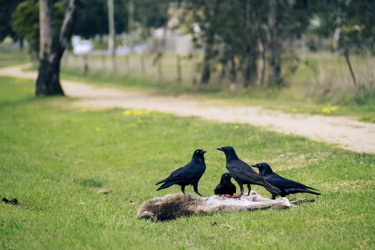 A group of ravens feeding on a dead kangaroo on a street in North Melbourne, Australia. This documentary photograph captures a stark urban moment where wildlife intersects with city life, revealing an unfiltered scene of survival and the fragile boun