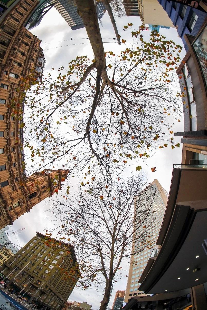A wide-angle view from street level in central Melbourne, looking upward toward winter trees framed by a mix of heritage sandstone buildings and modern glass towers. The sparse leaves and overcast sky emphasize the contrast between nature and urban d