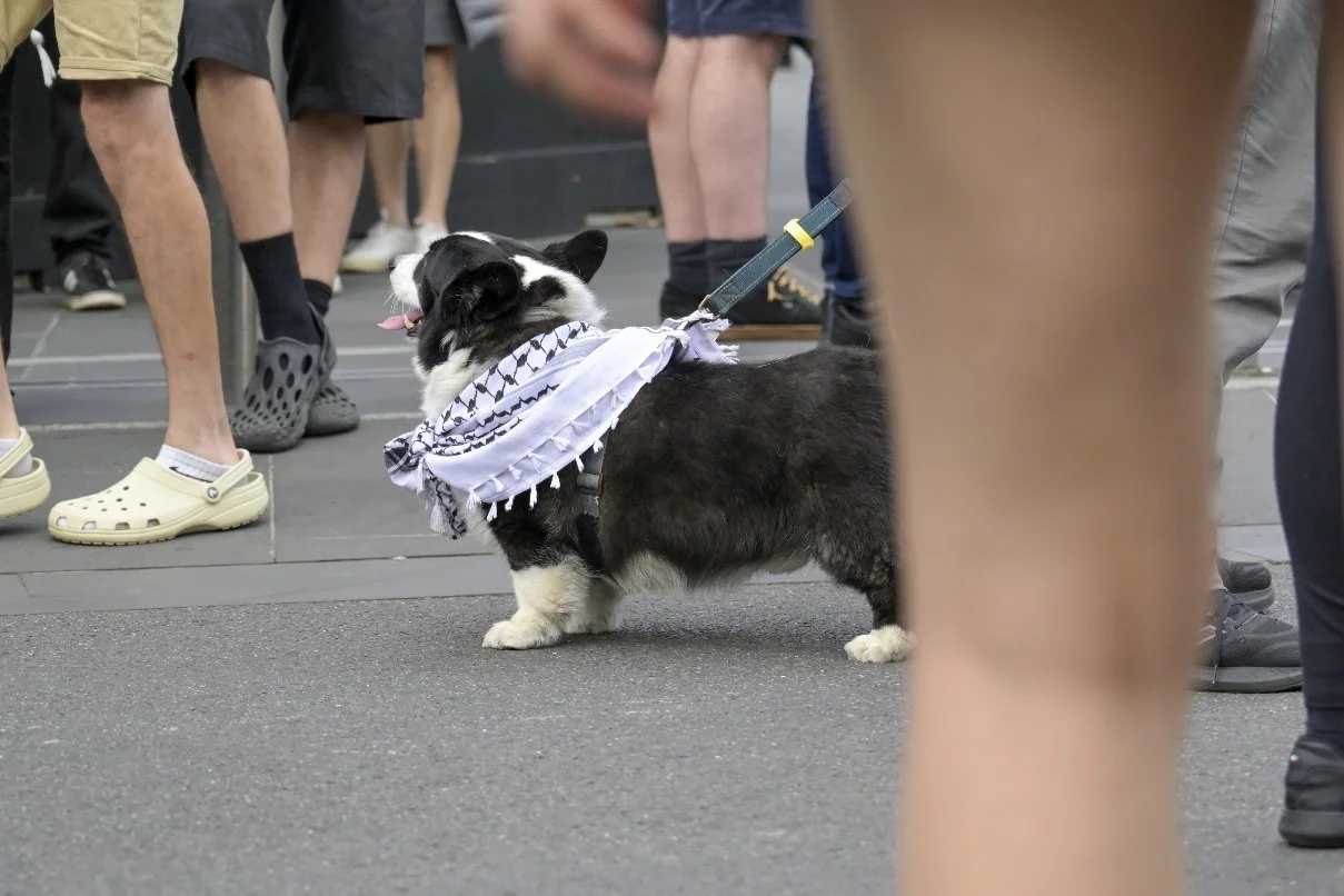 This documentary photograph was taken during a pro-Palestine march through Melbourne’s CBD, showing public protest, political symbolism, and everyday human moments within an urban demonstration. Photo by Farhad Rajabali