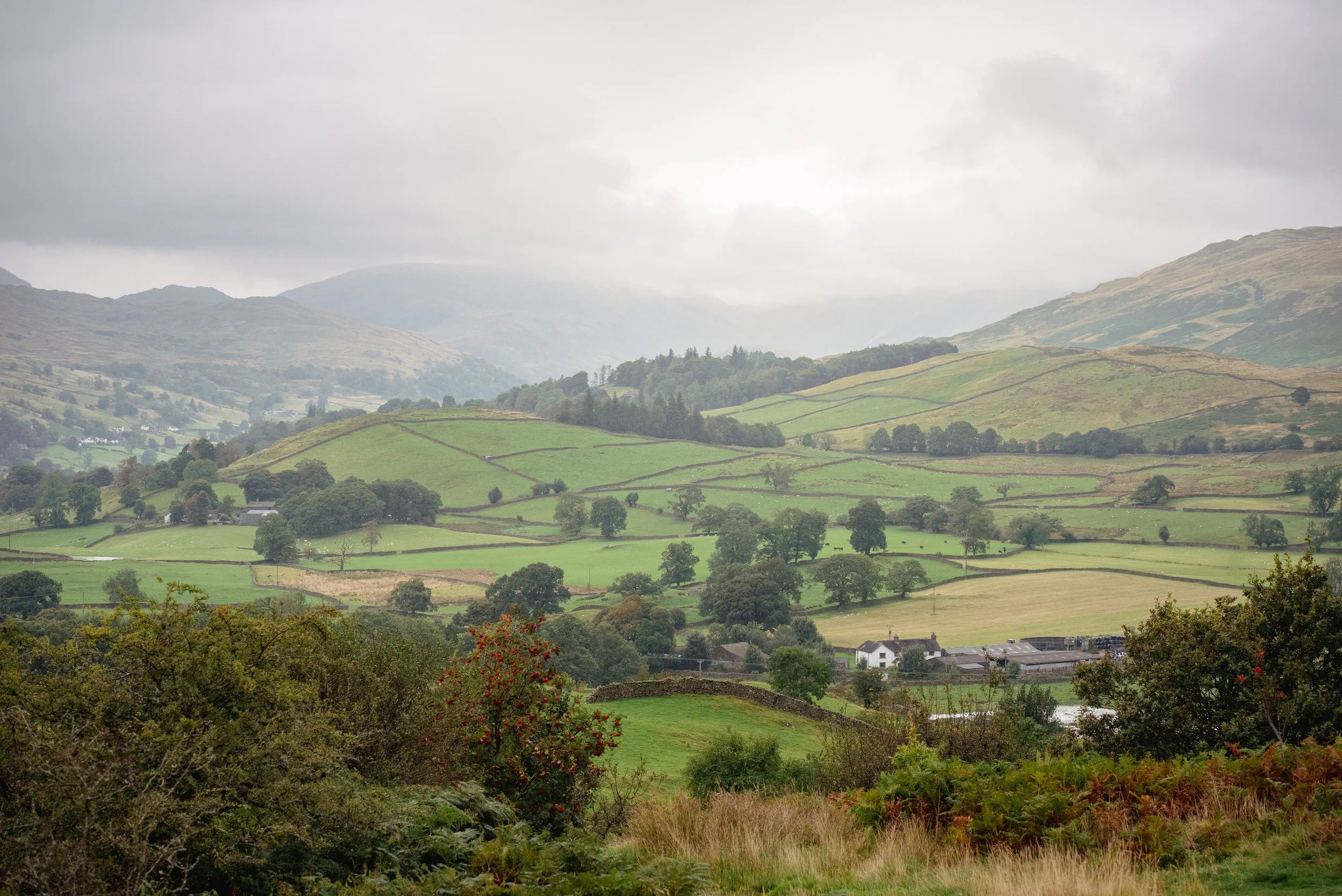 Scenic view of rolling green hills and patchwork farmland under cloudy sky, with trees and a few houses in the foreground.