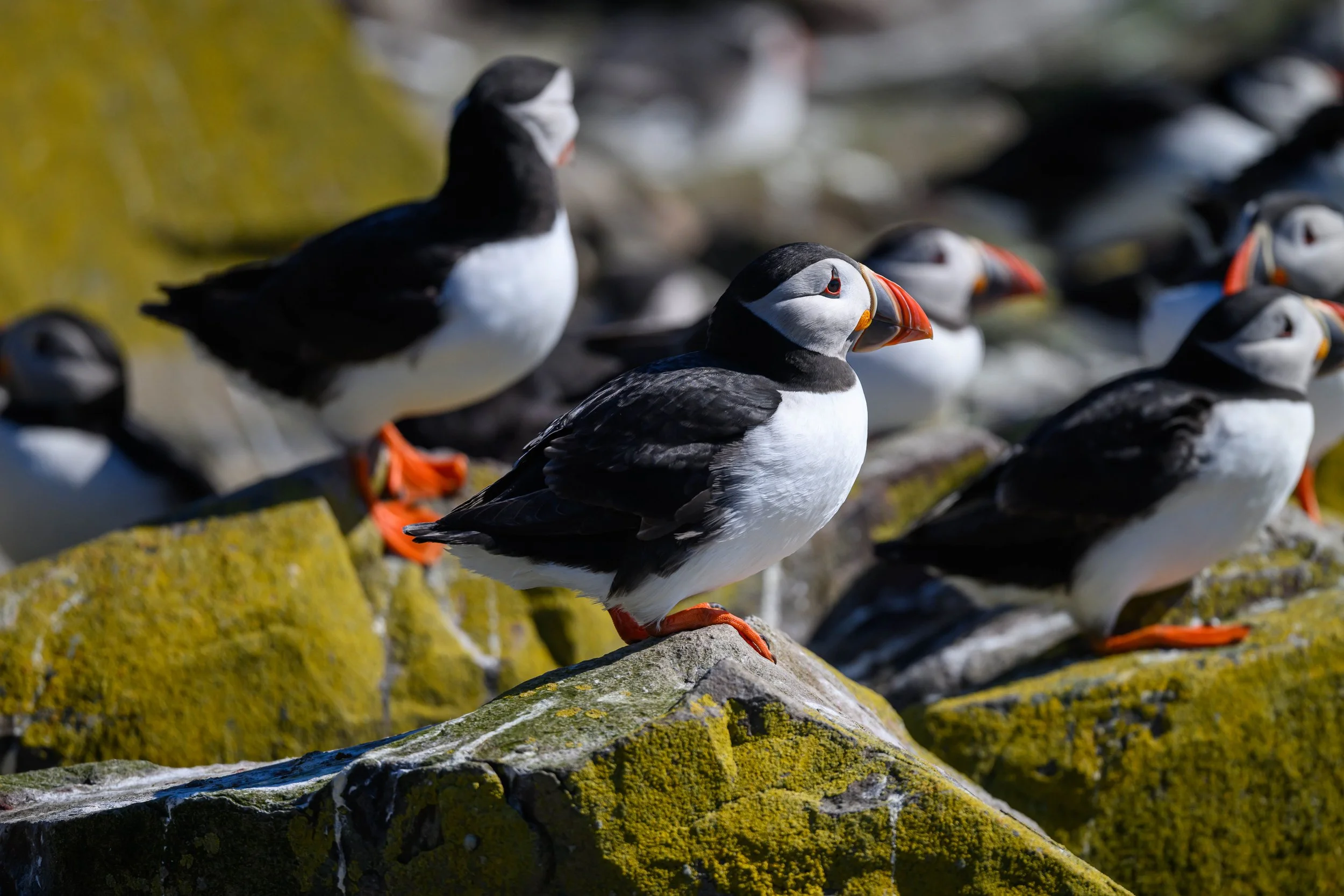 Sea otters resting on rocks covered with green algae, with some otters in the background in the water.