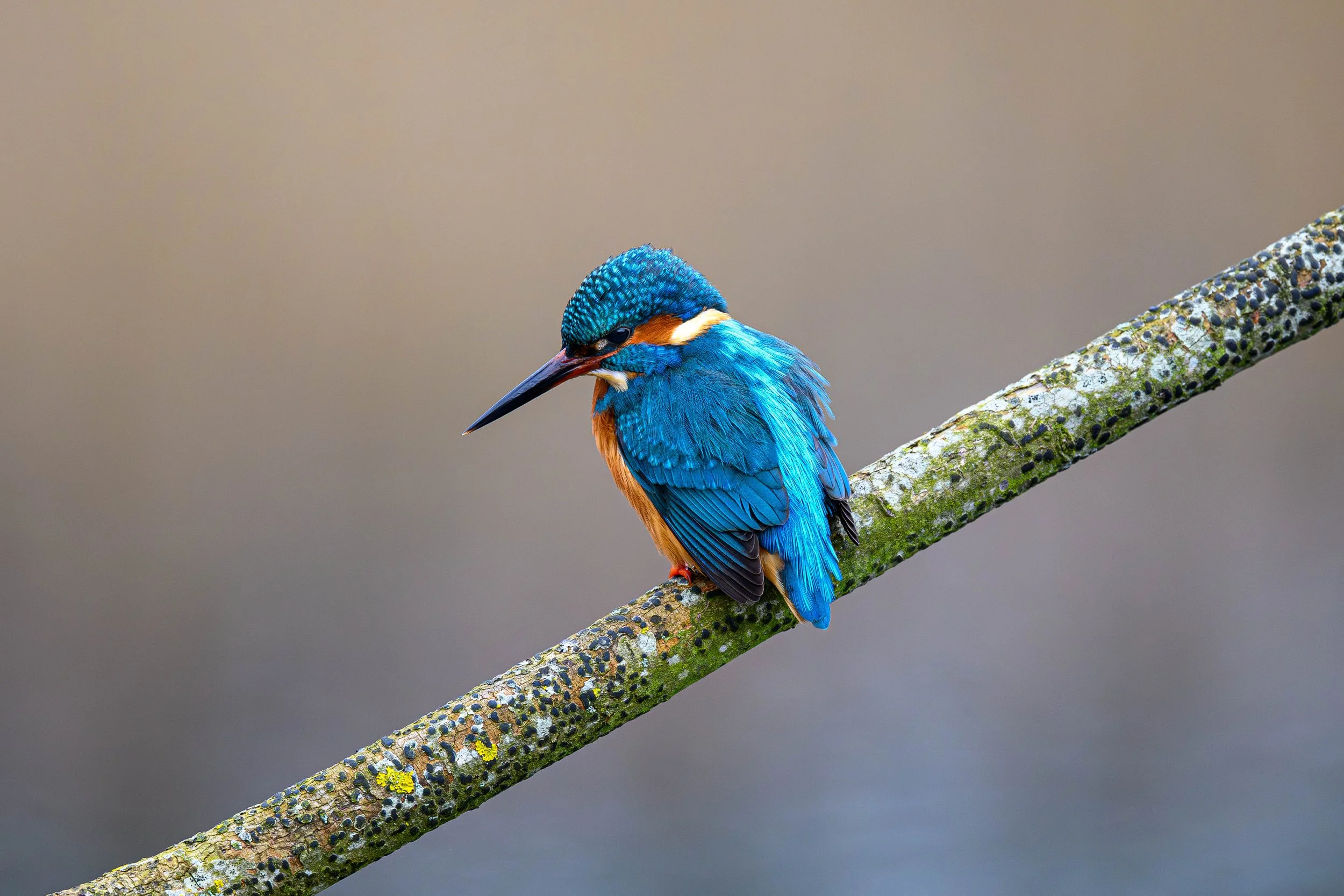 A colorful kingfisher bird perched on a mossy, diagonal branch against a neutral background.