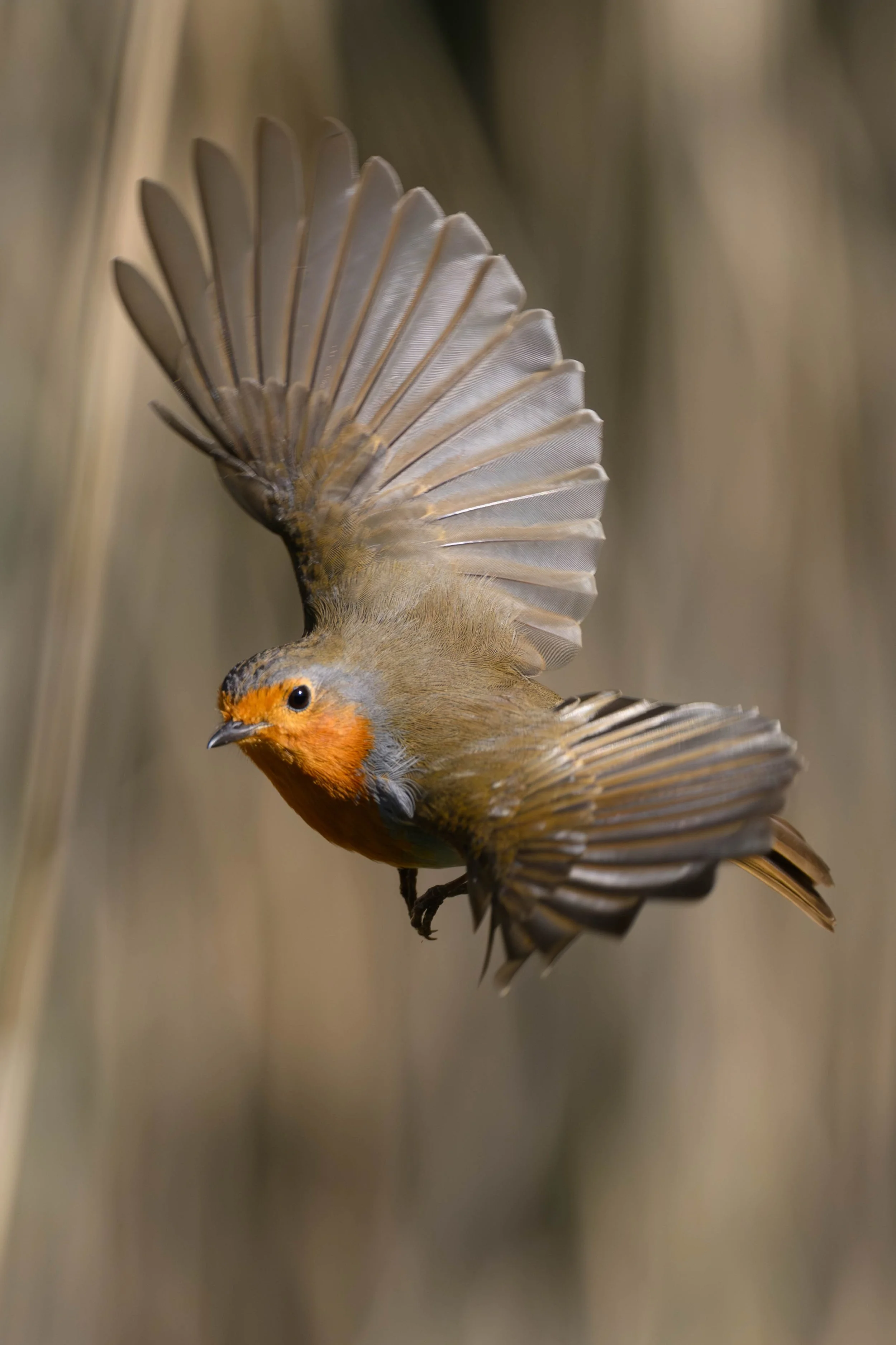 A robin with wings spread flying against a blurred natural background.
