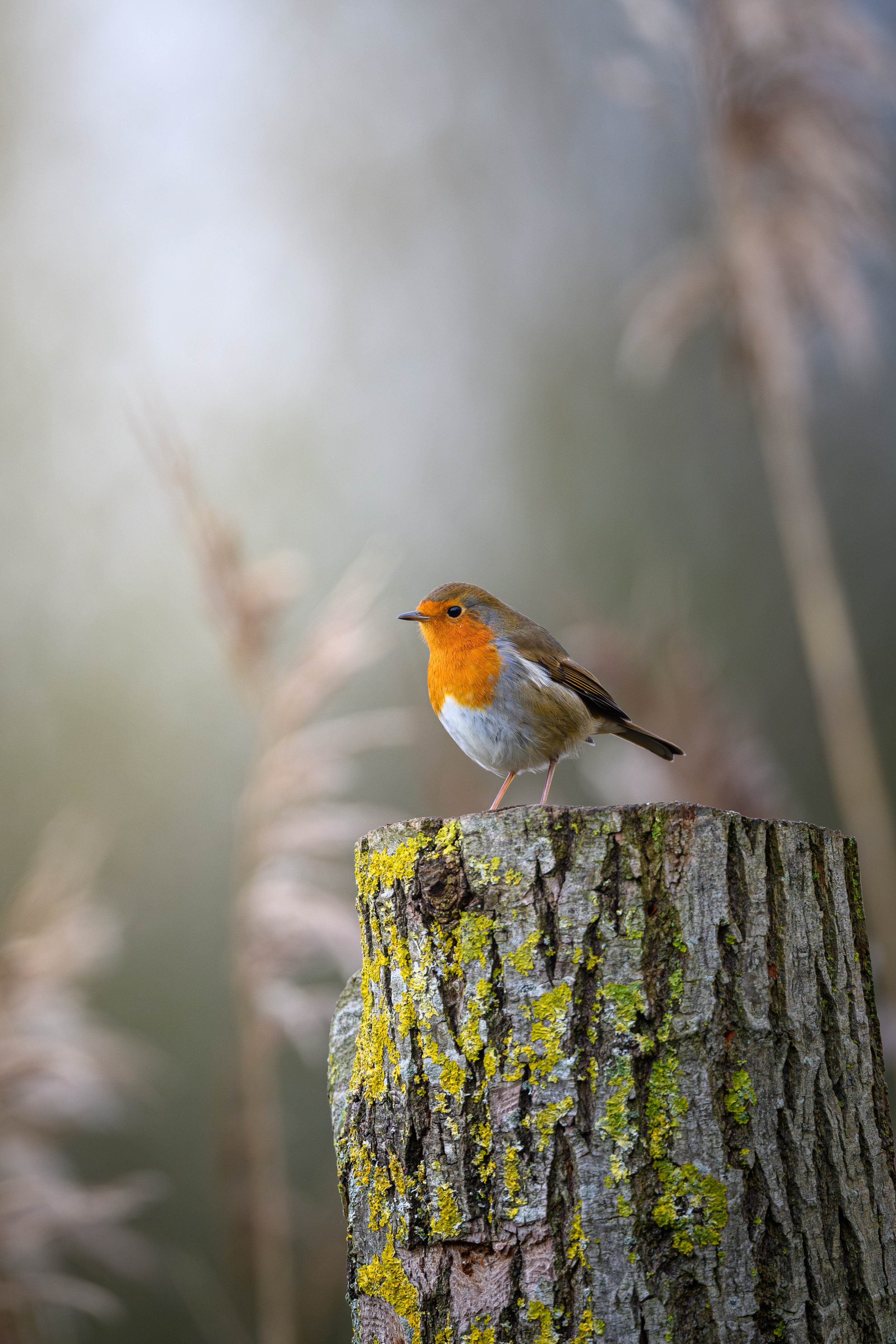 A small bird with orange chest and face, grey wings, and white belly, perched on top of a mossy tree stump in a natural outdoor setting.