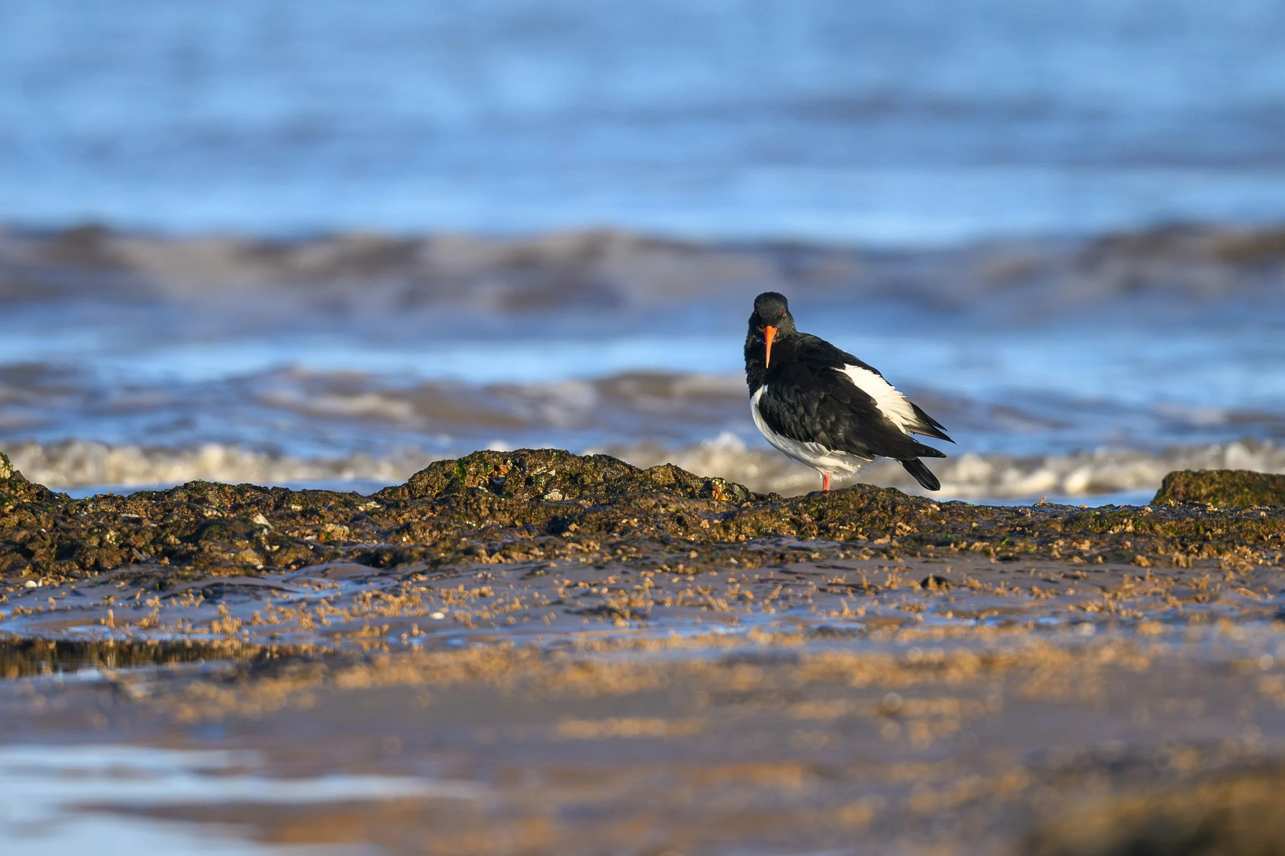 A black and white oystercatcher bird standing on a rocky shoreline with ocean waves in the background.