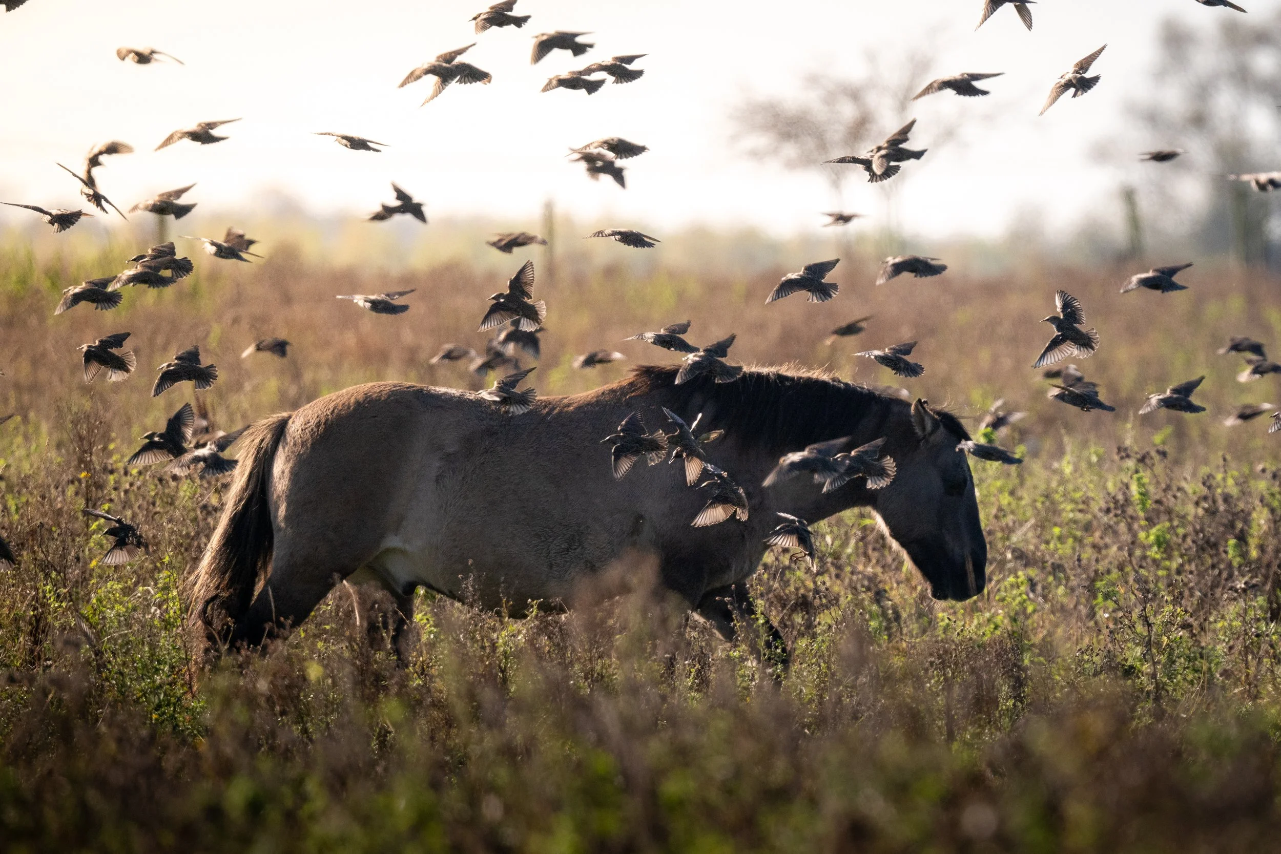 A horse standing in a field surrounded by numerous flying birds, with a soft focus background of trees and sky.