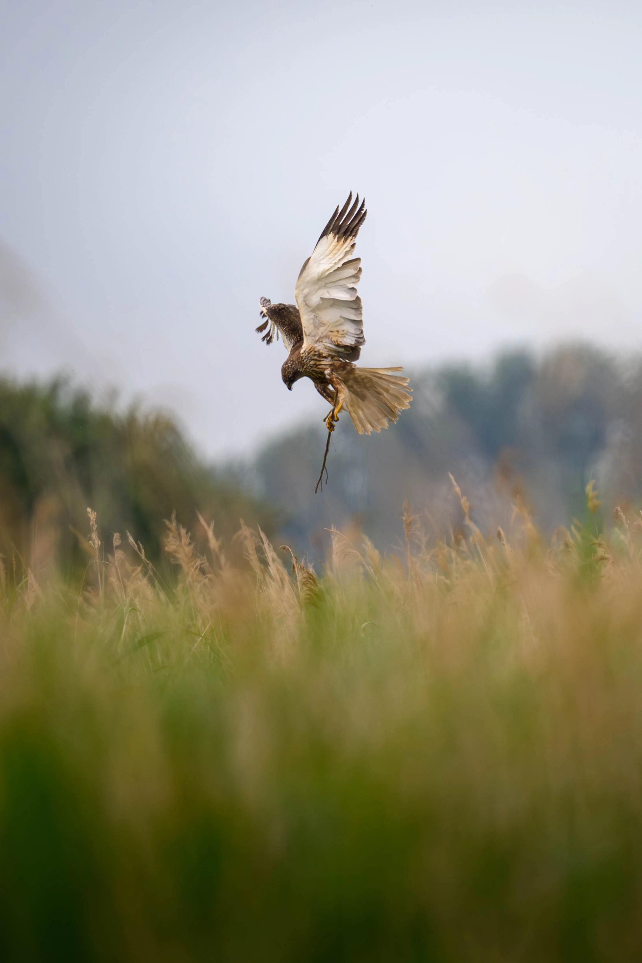 A bird of prey in flight holding a stick in its talons, flying low over tall grass with a blurred background and cloudy sky.