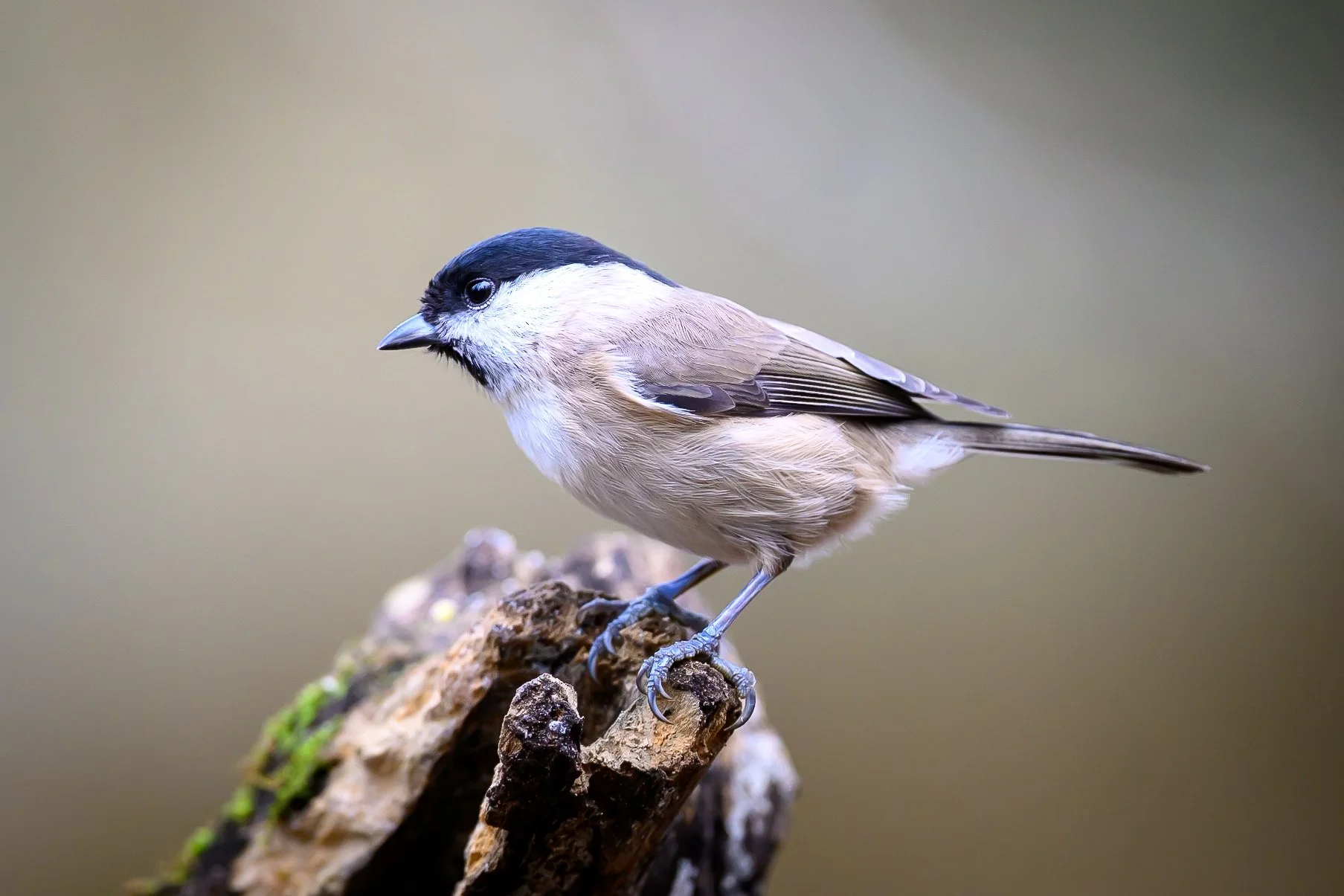 A small bird with a black and white head, beige body, and gray wings perched on a piece of rough wood.