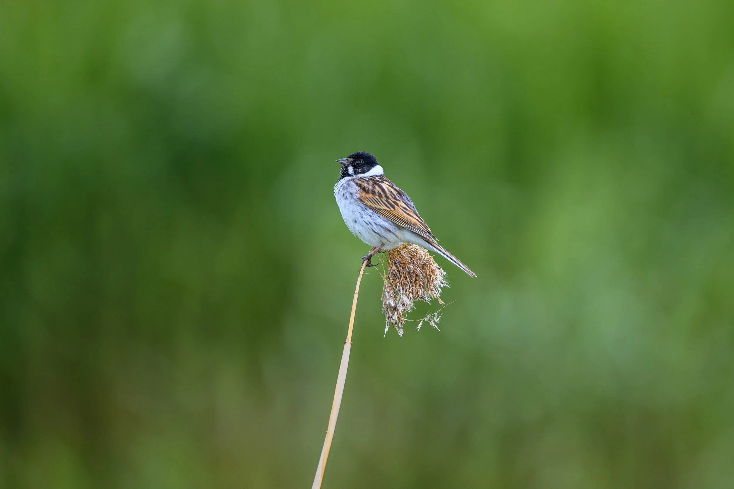 Small bird with brown and black feathers perched on a dry stalk over a blurred green background.