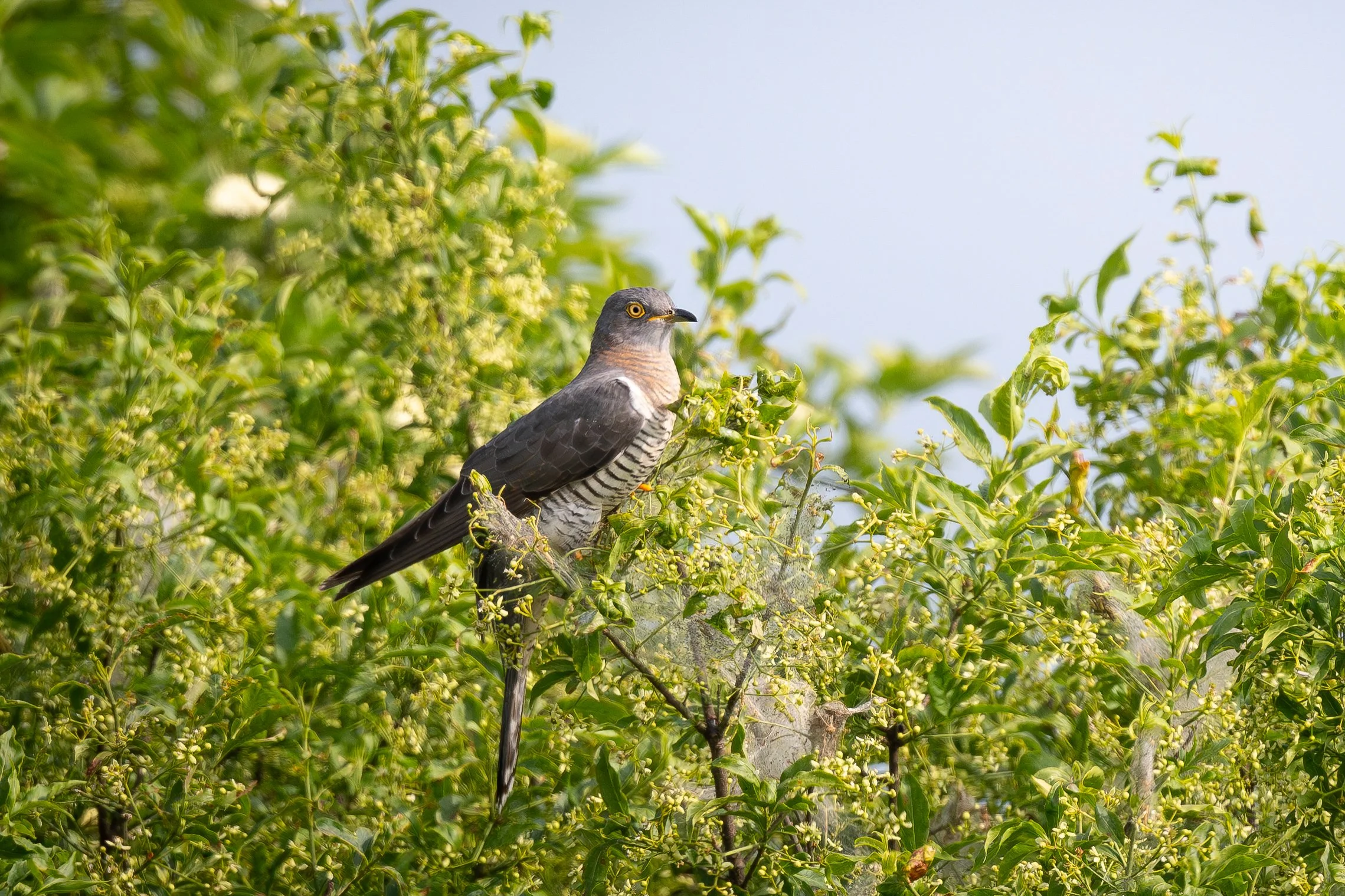 A bird perched on a branch of green leafy shrubbery, with a pale blue sky in the background.