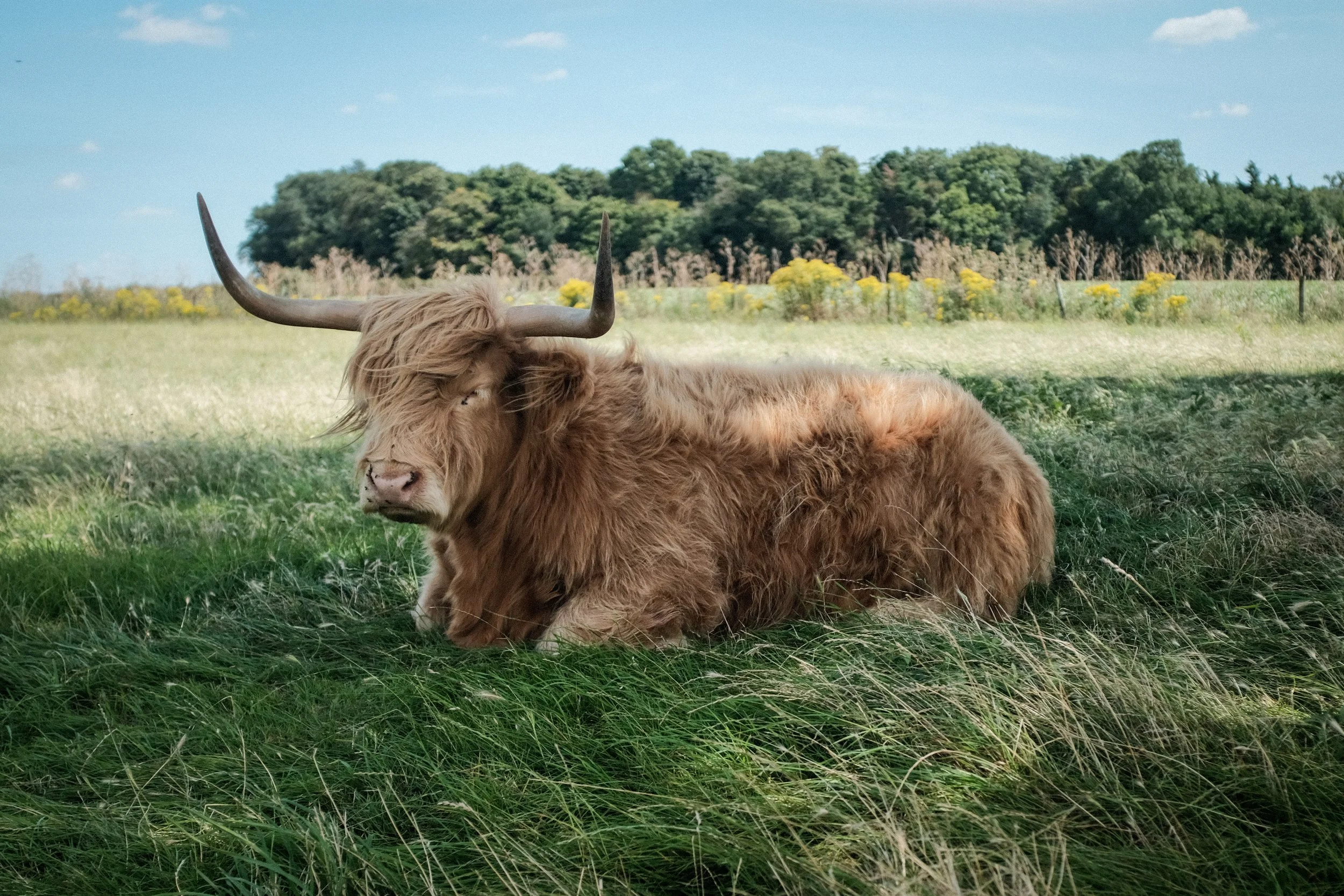 A Highland cow with long horns and shaggy brown fur lying on a grassy field, with trees and yellow flowers in the background under a partly cloudy sky.