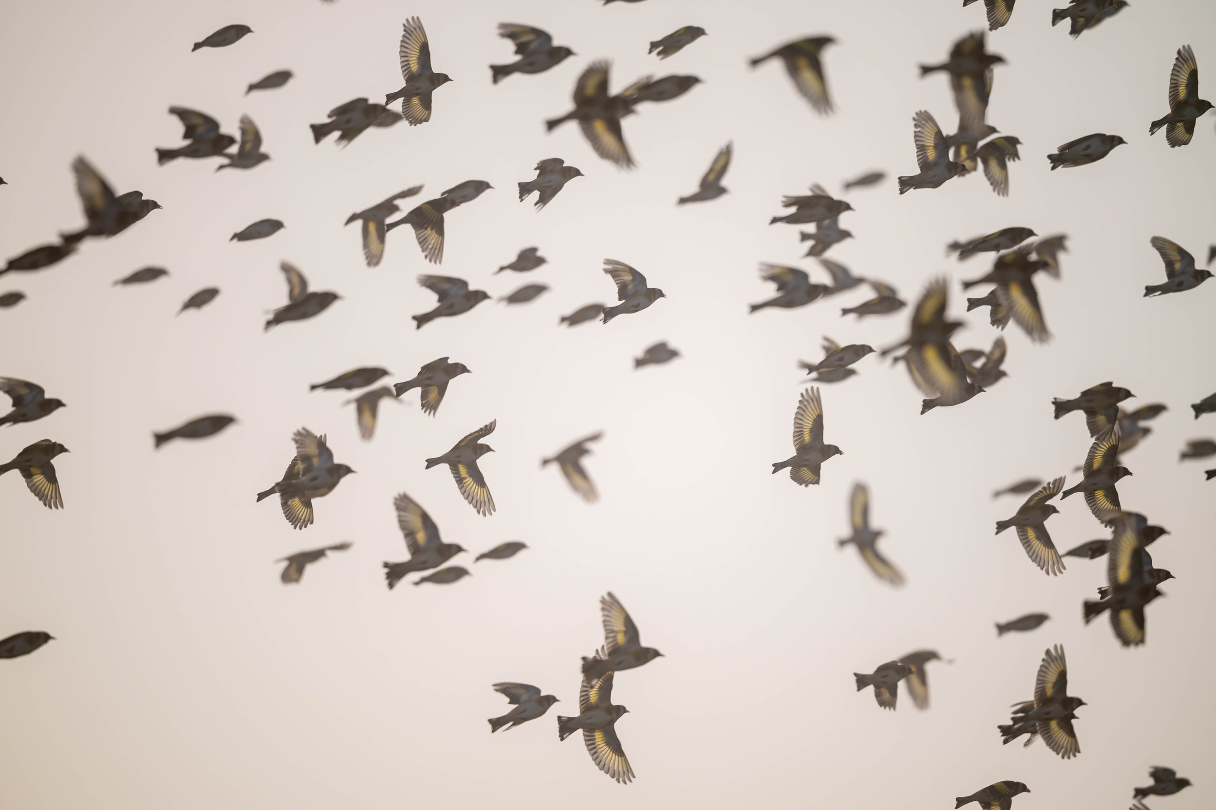 A flock of birds flying in the sky against a light, cloudy background.
